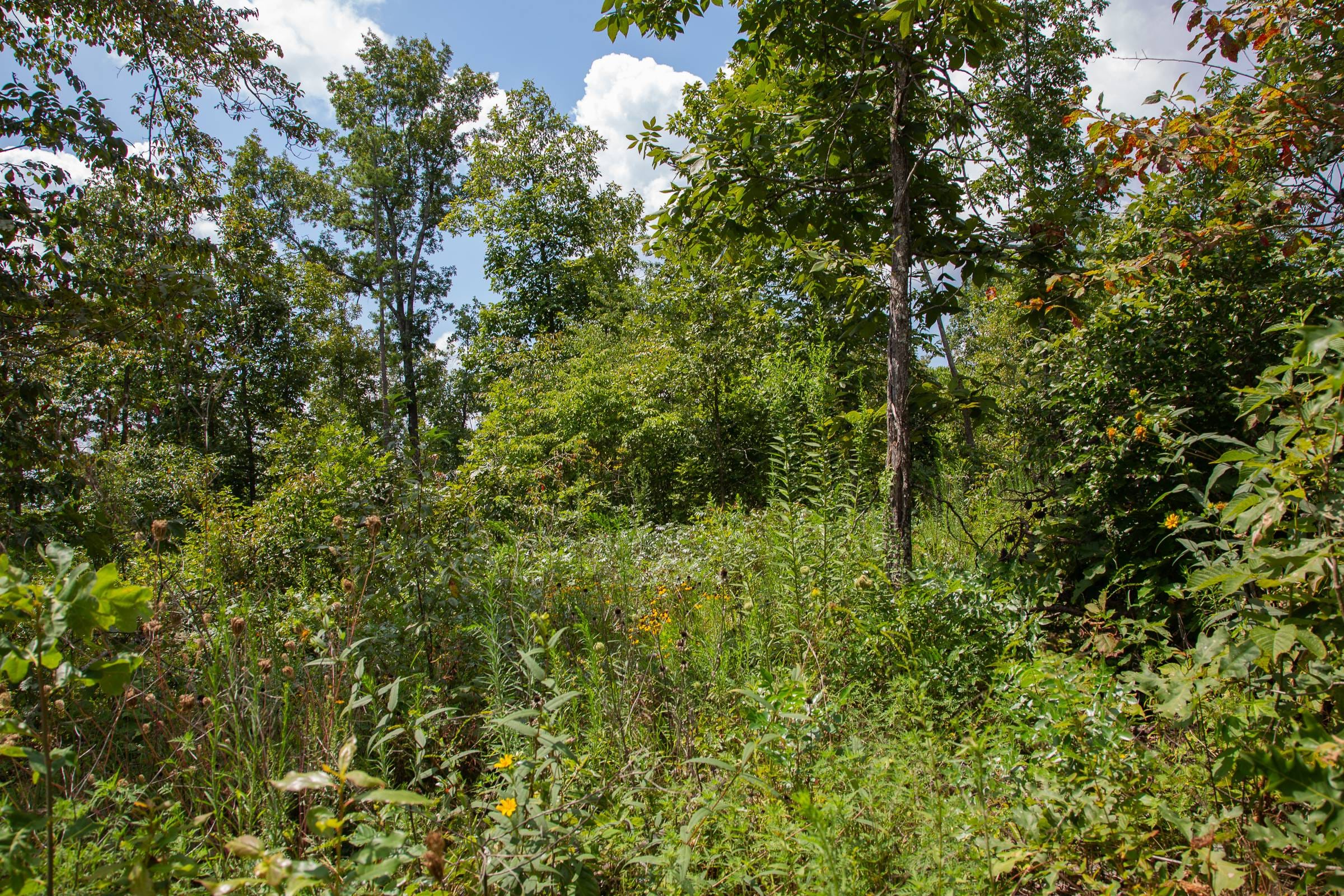 Borgmann’s Hollow Phase I Tract 8 photo 6