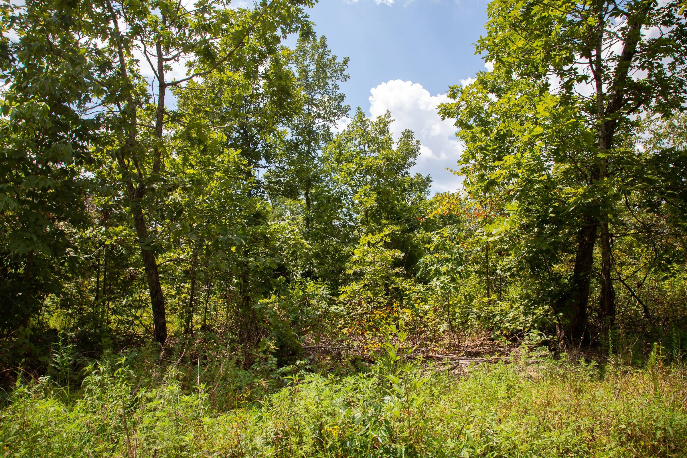 Borgmann’s Hollow Phase I Tract 8 photo 7