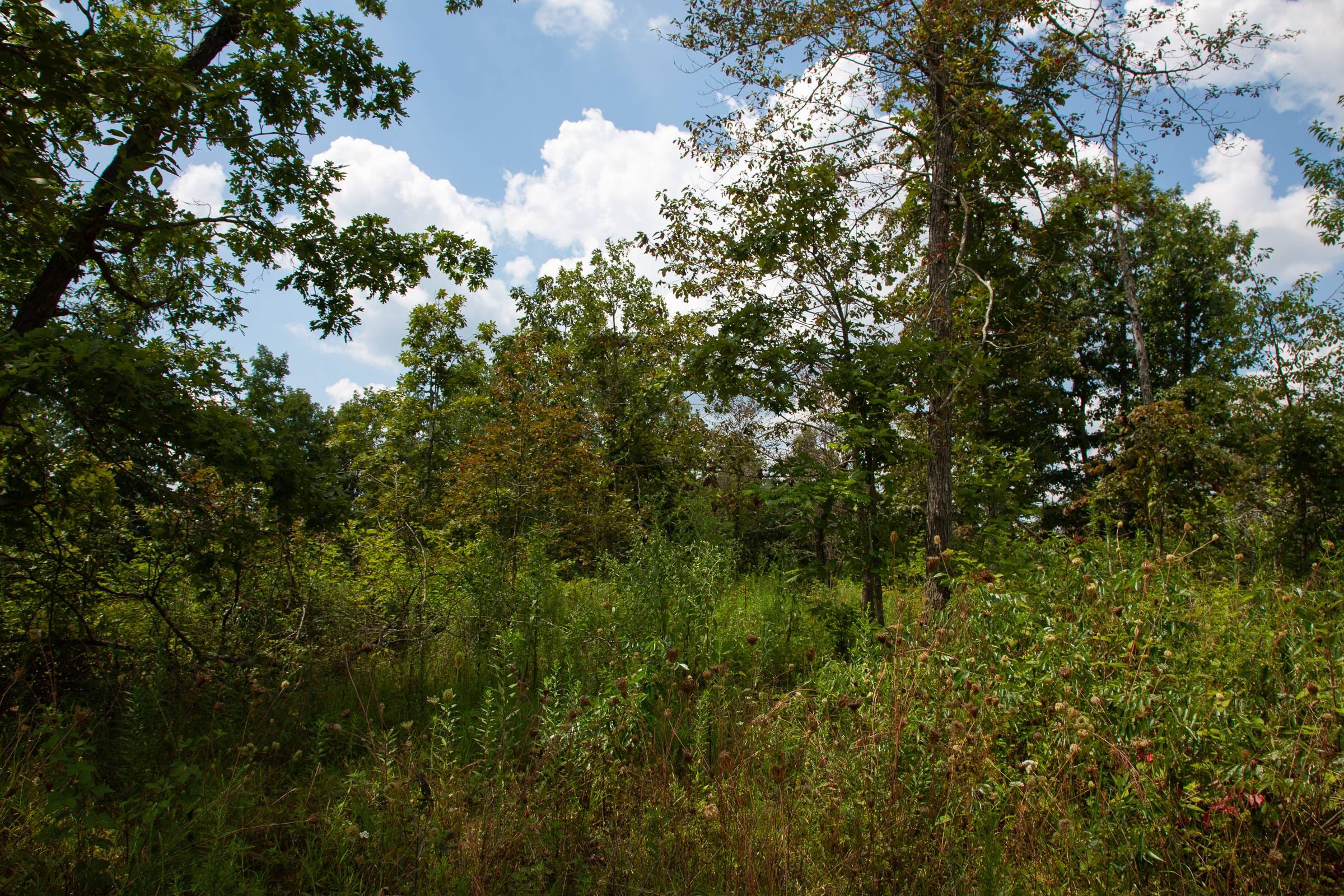 Borgmann’s Hollow Phase I Tract 8 photo 9