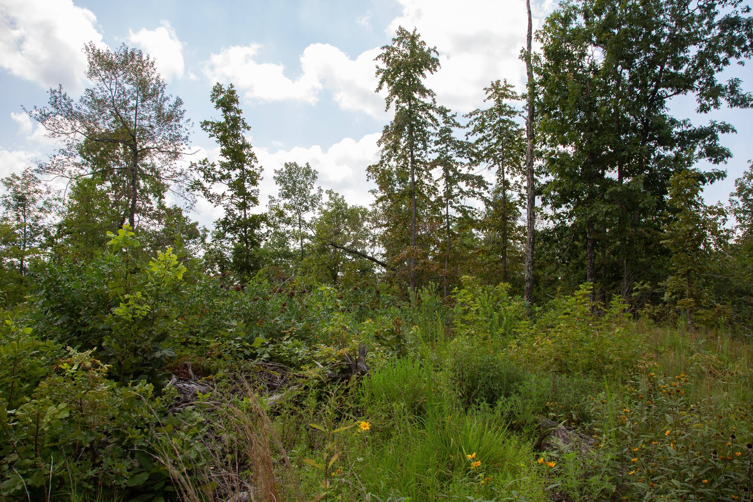 Borgmann’s Hollow Phase I Tract 8 photo 13