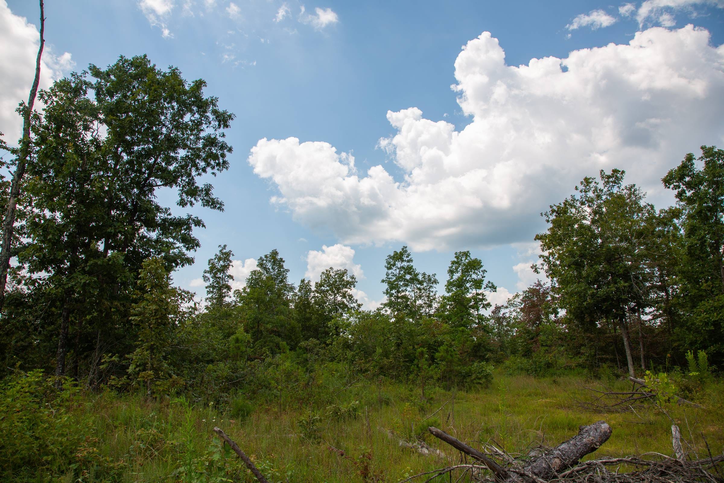 Borgmann’s Hollow Phase I Tract 8 photo 14