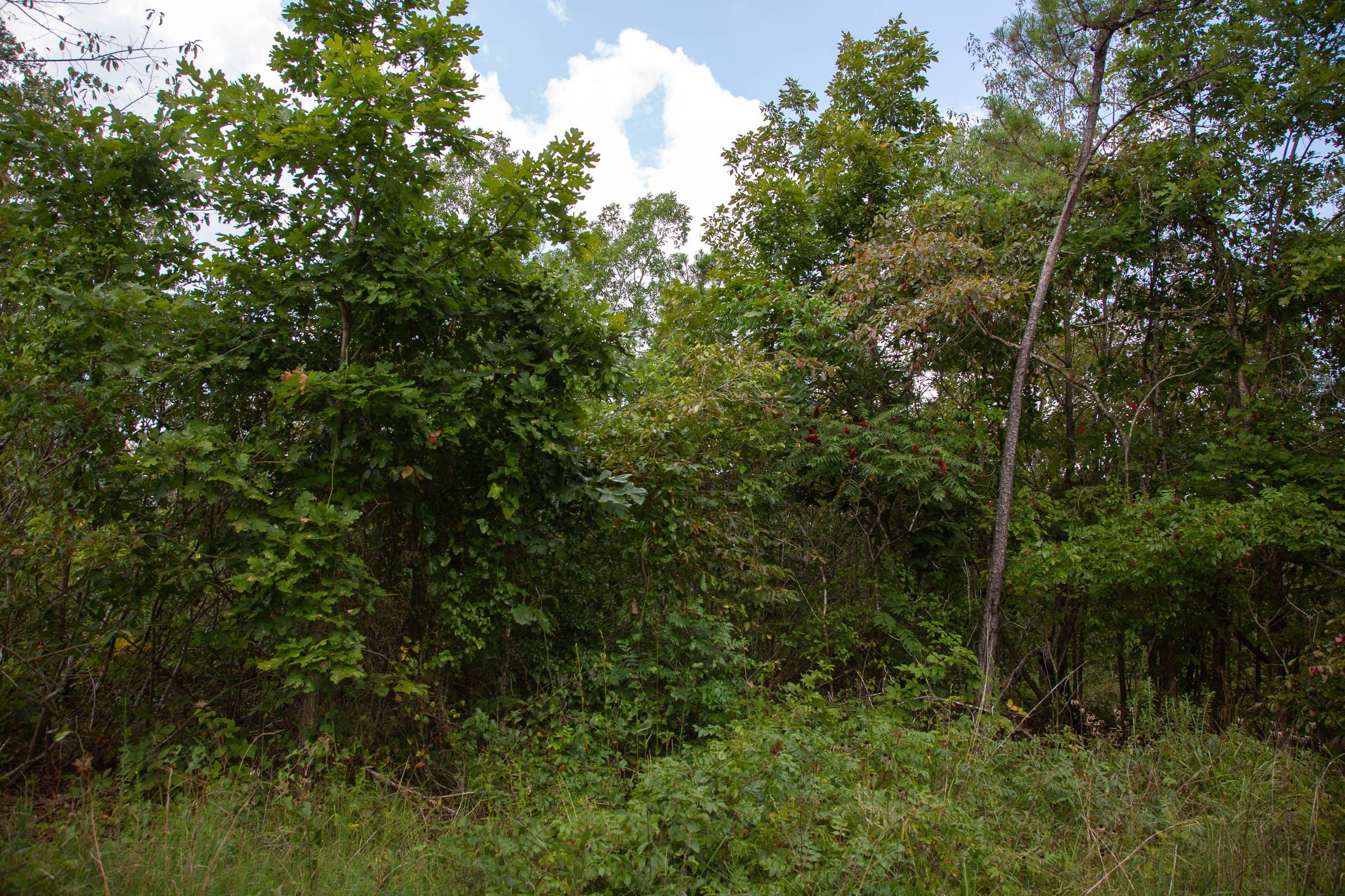 Borgmann’s Hollow Phase I Tract 8 photo 16