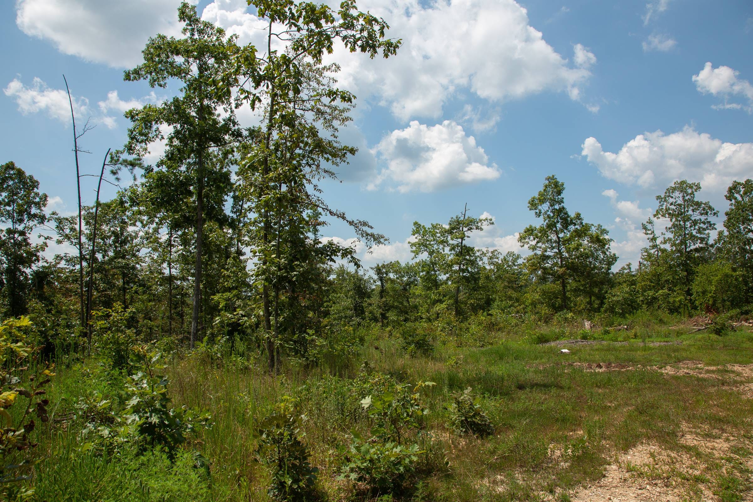 Borgmann’s Hollow Phase I Tract 8 photo 20