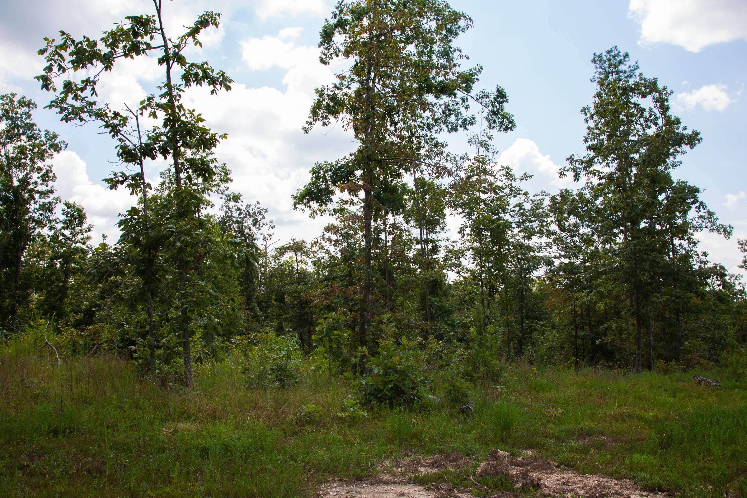Borgmann’s Hollow Phase I Tract 8 photo 21