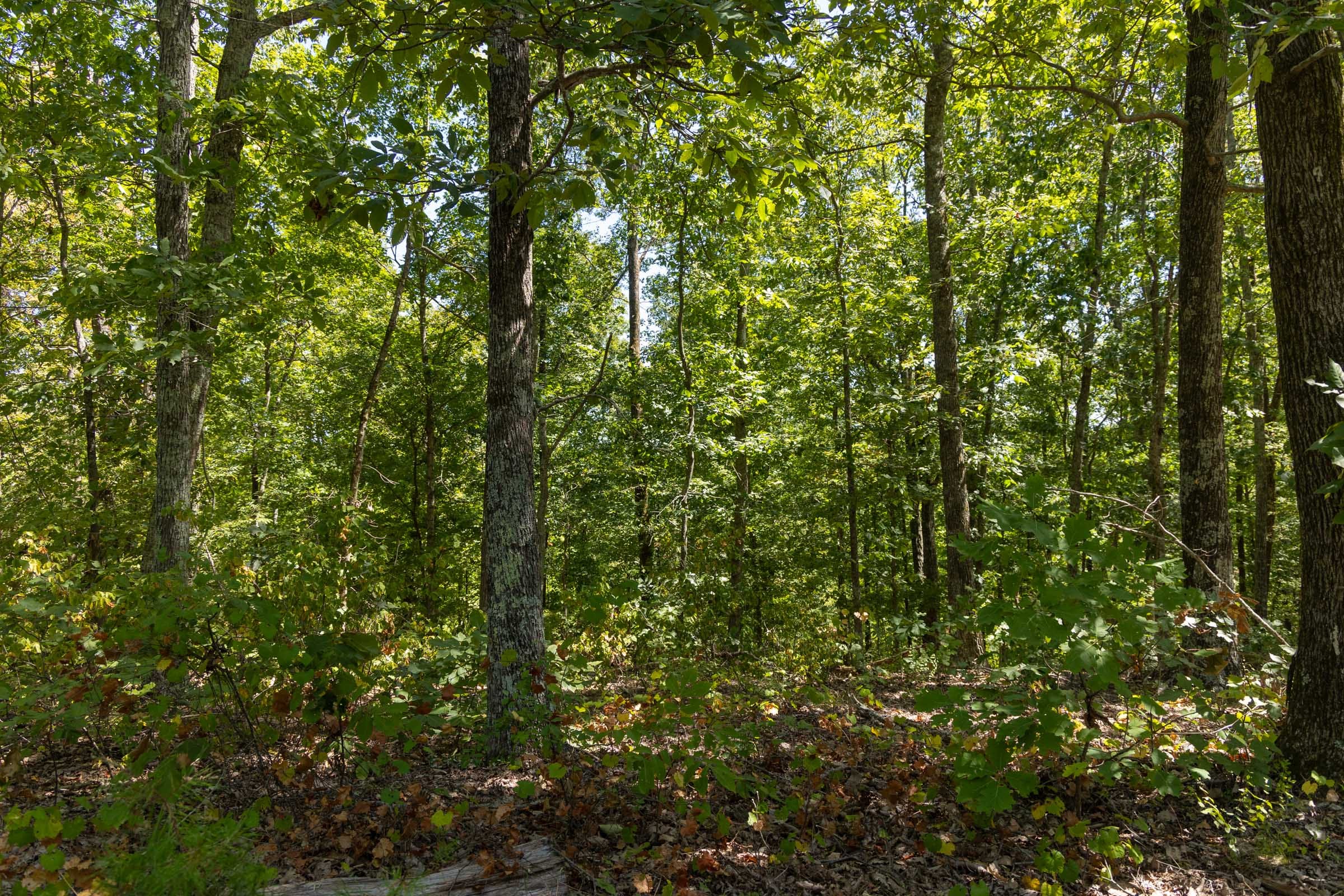Big White Oak Tract 139 photo 12