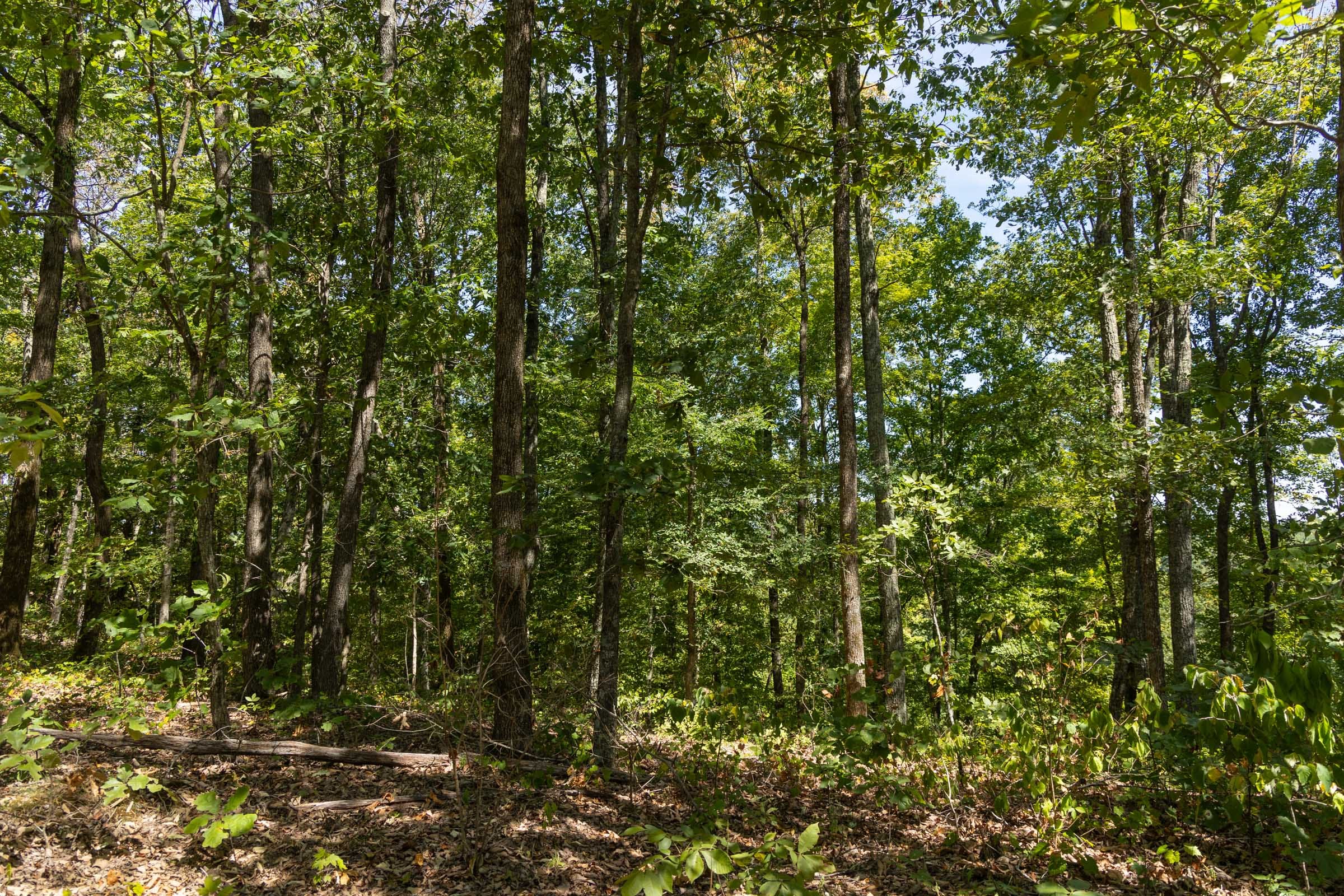 Big White Oak Tract 139 photo 11