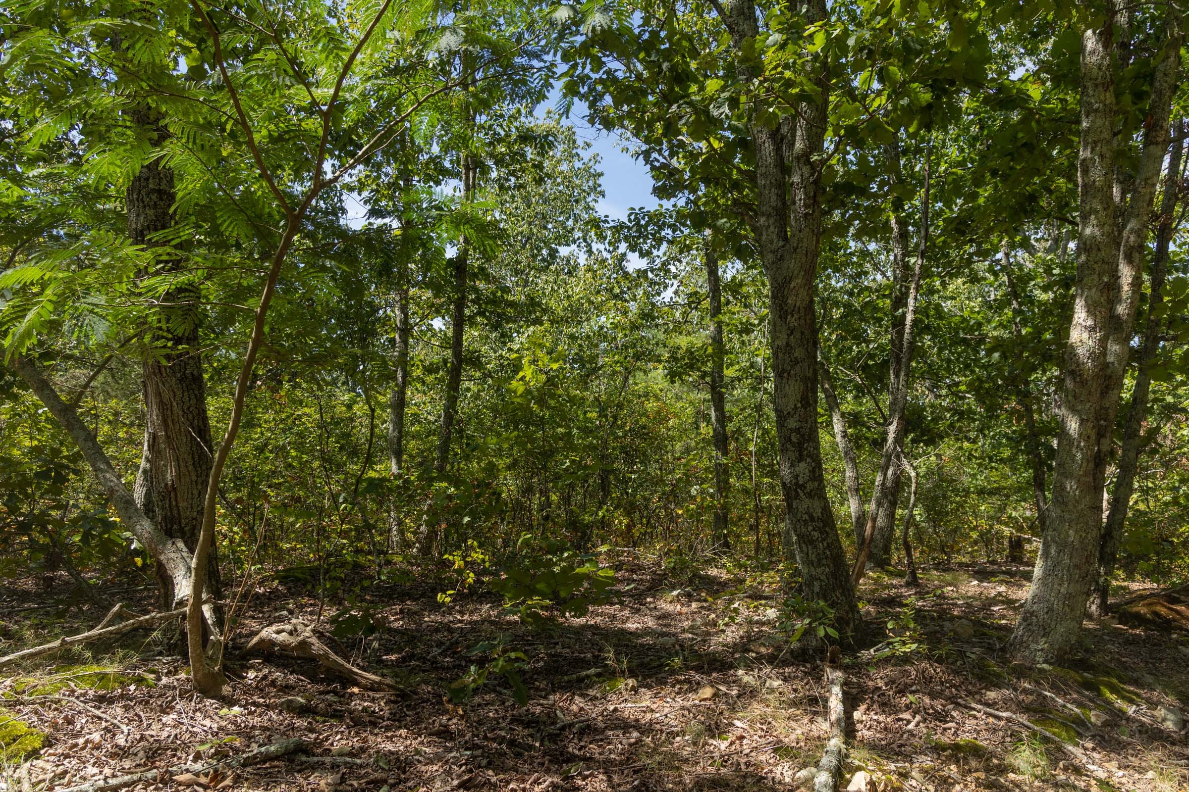 Big White Oak Tract 139 photo 10
