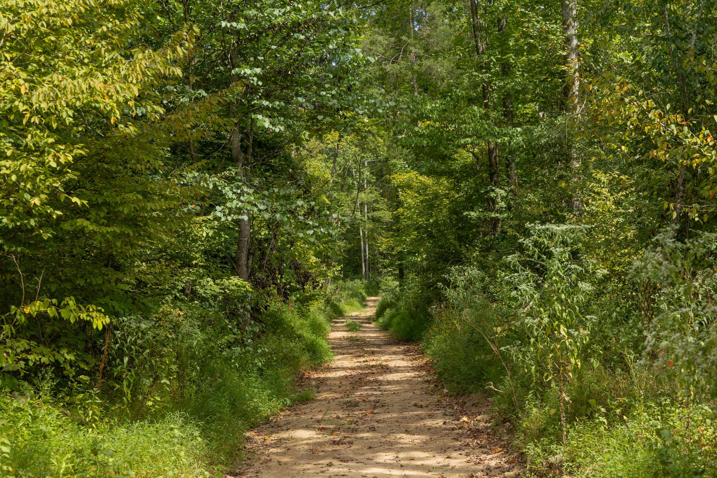 Big White Oak Tract 139 photo 9