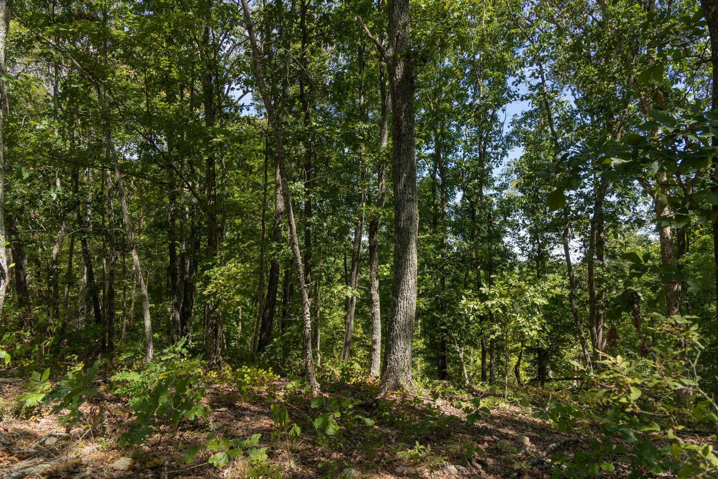 Big White Oak Tract 139 photo 8