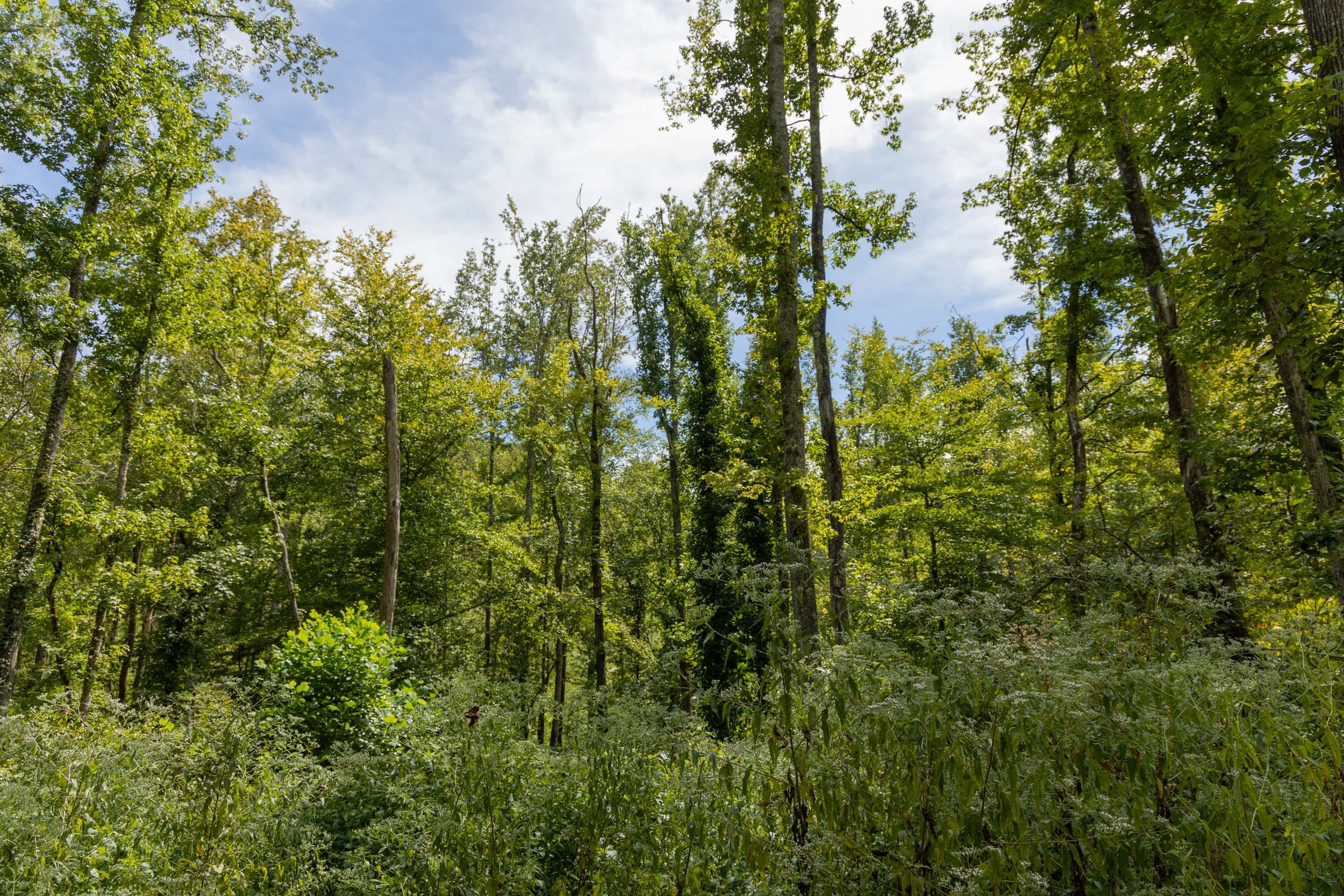 Big White Oak Tract 139 photo 6
