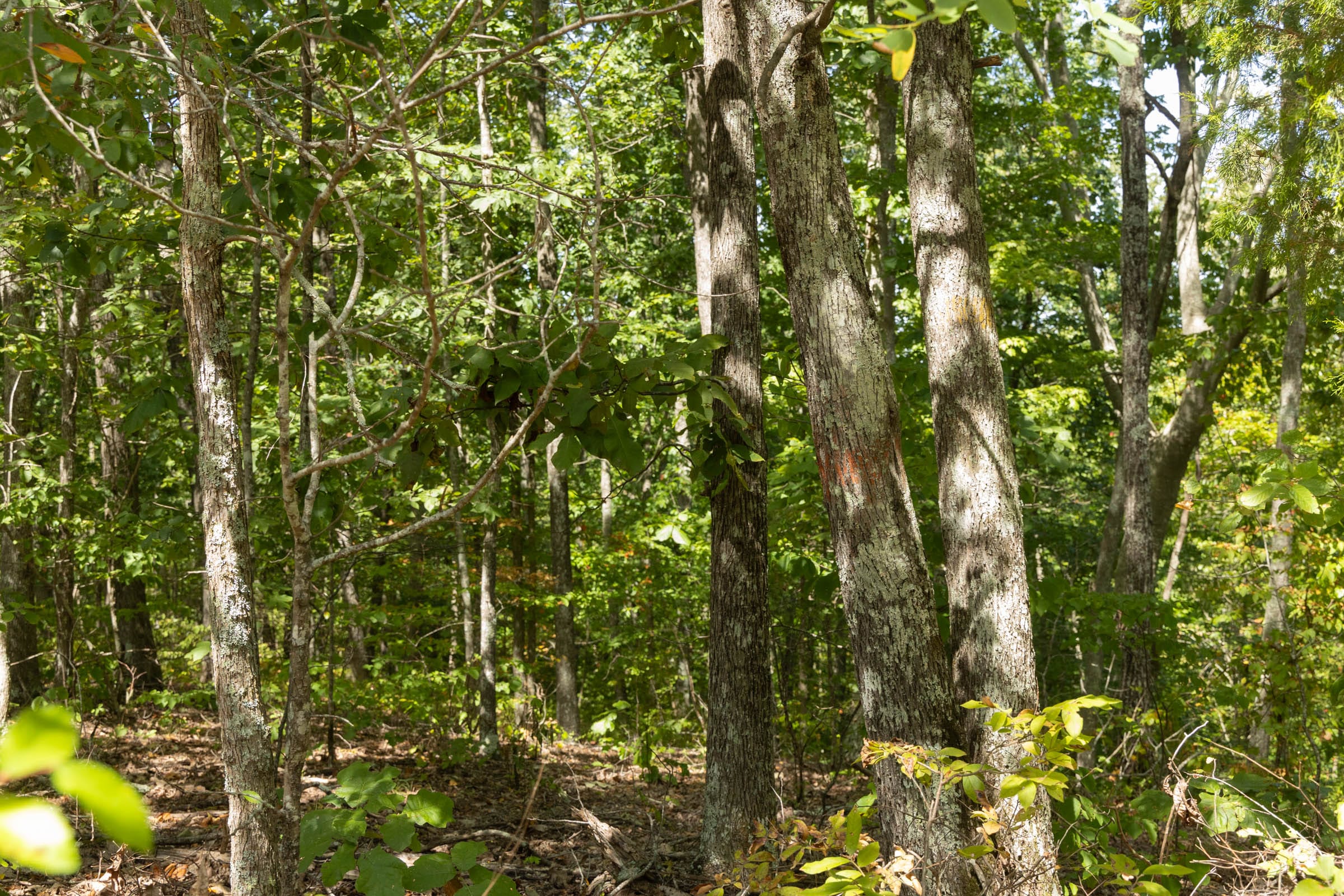 Big White Oak Tract 139 photo 5