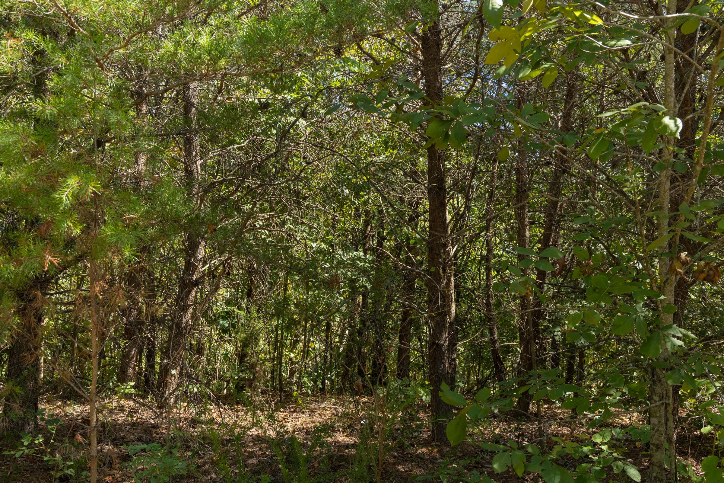 Big White Oak Tract 139 photo 4