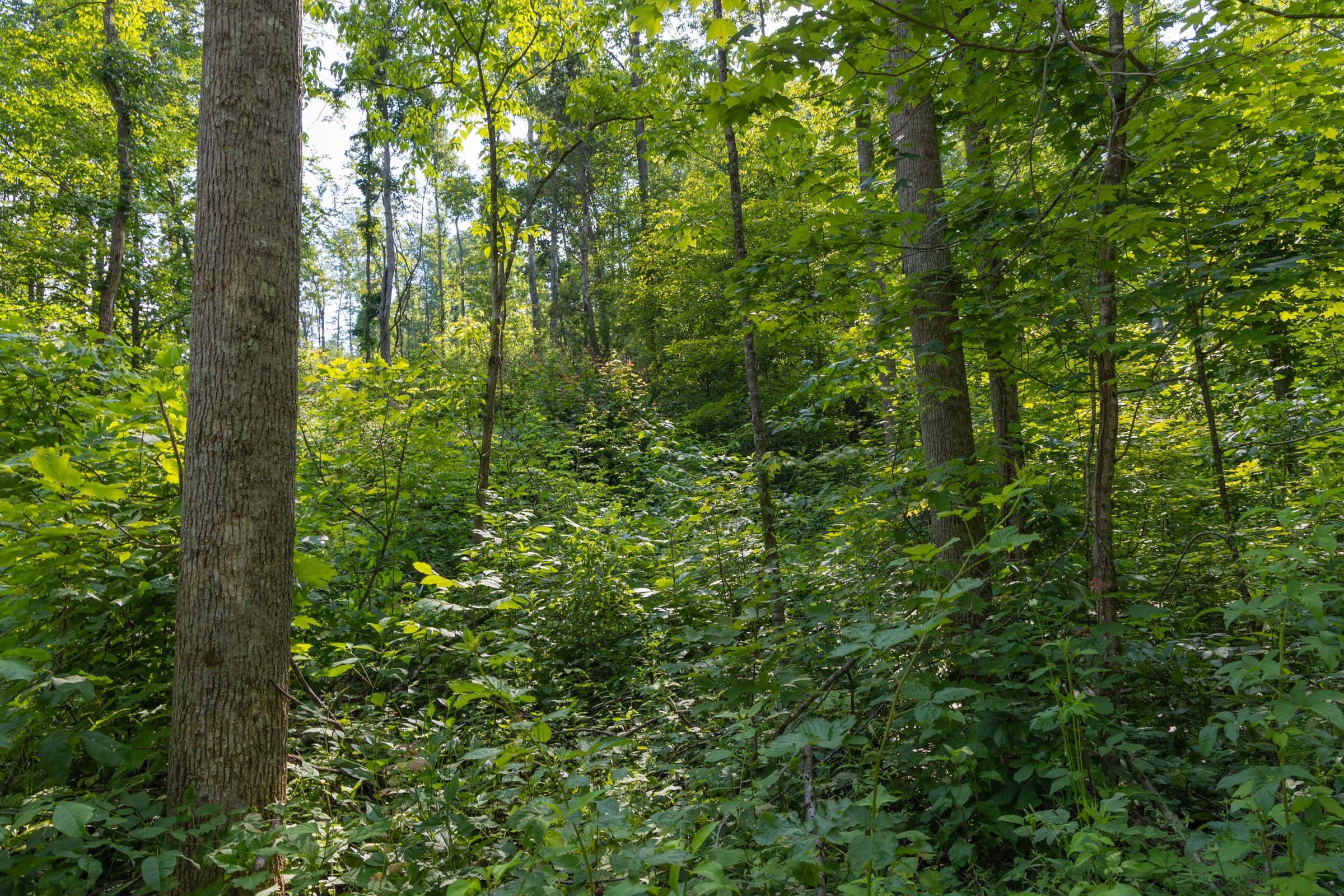 Creek Hollow Phase II Tract 79 photo 12