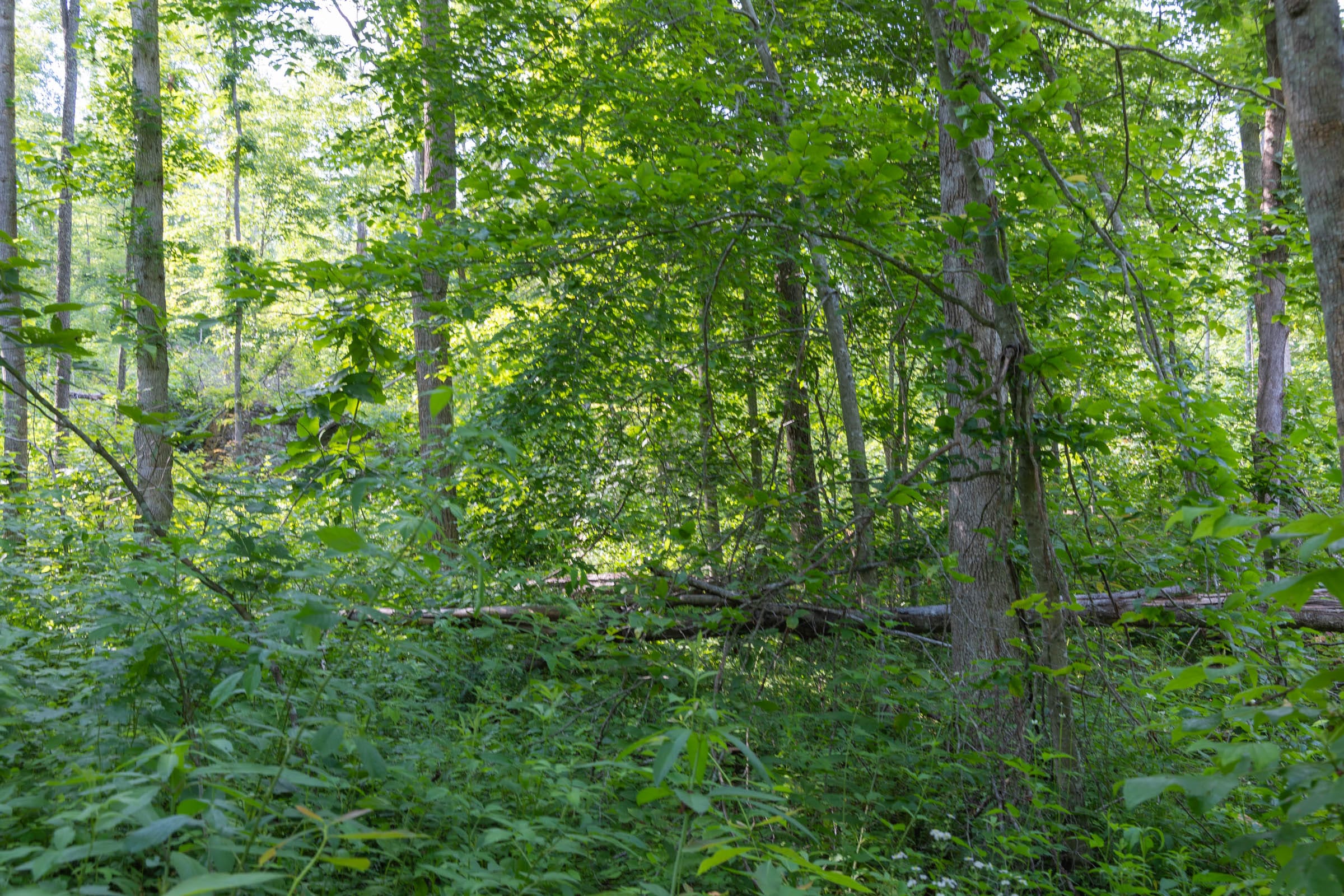 Creek Hollow Phase II Tract 79 photo 10