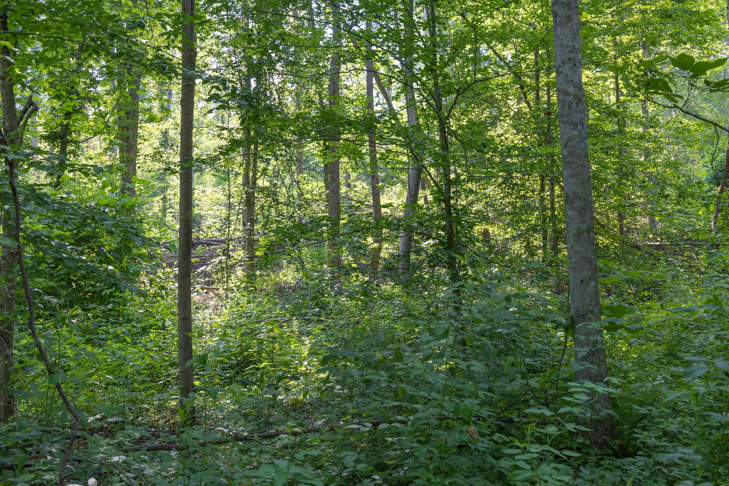 Creek Hollow Phase II Tract 79 photo 8
