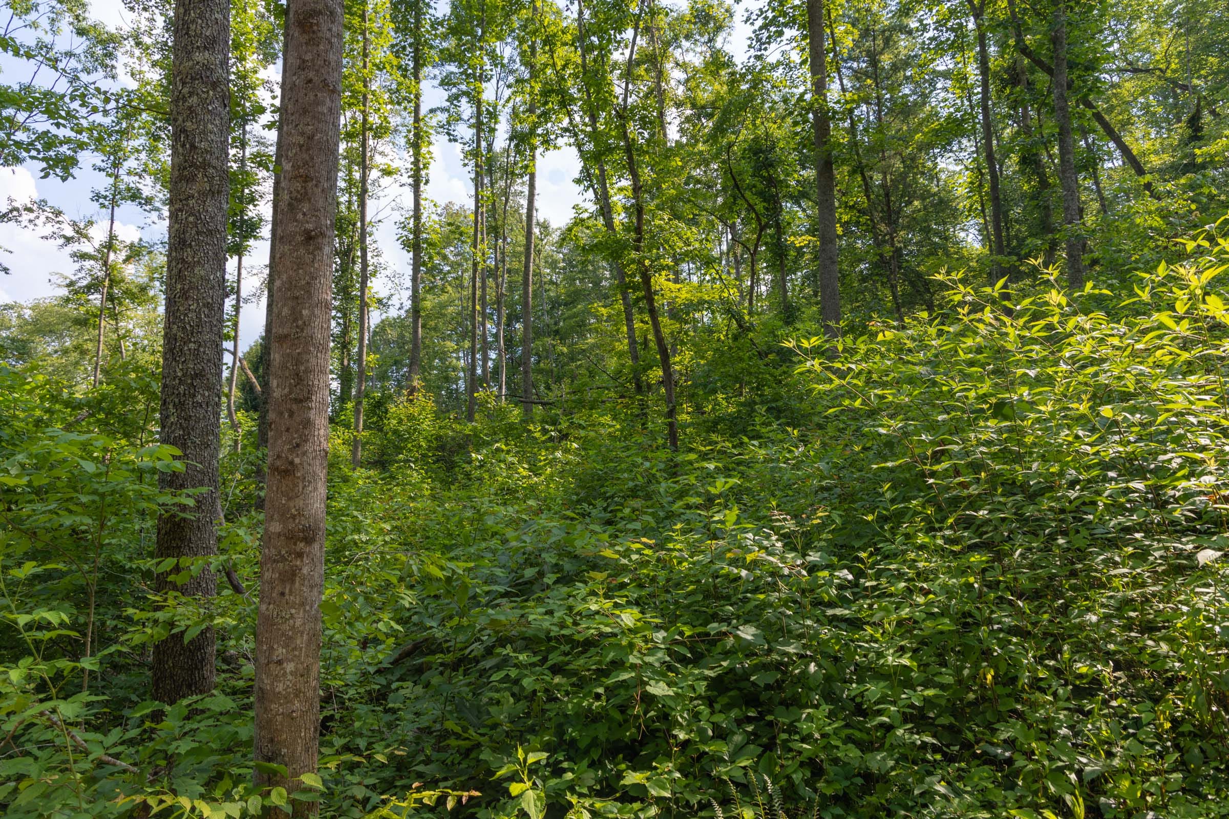 Creek Hollow Phase II Tract 79 photo 6