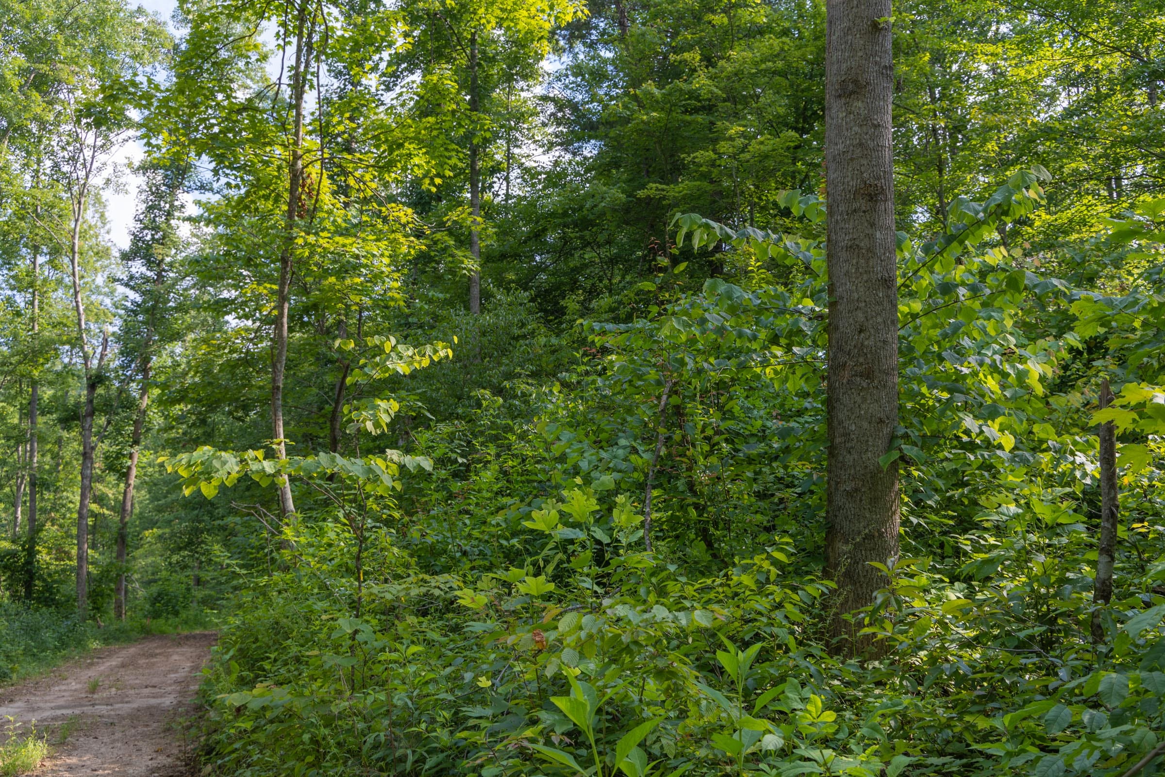 Creek Hollow Phase II Tract 79 photo 4