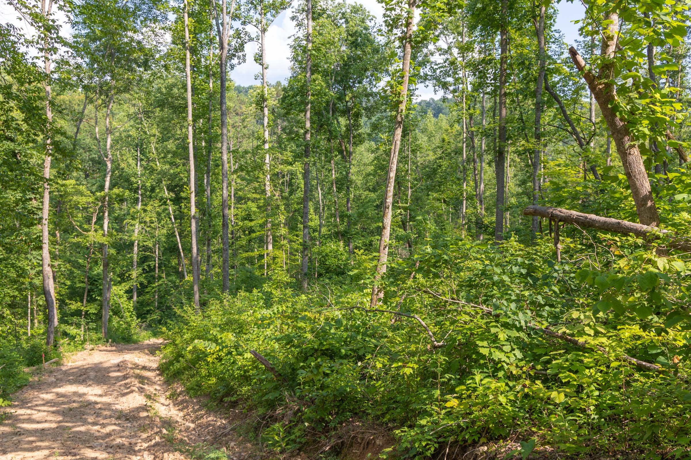 Creek Hollow Phase II Tract 79 photo 3