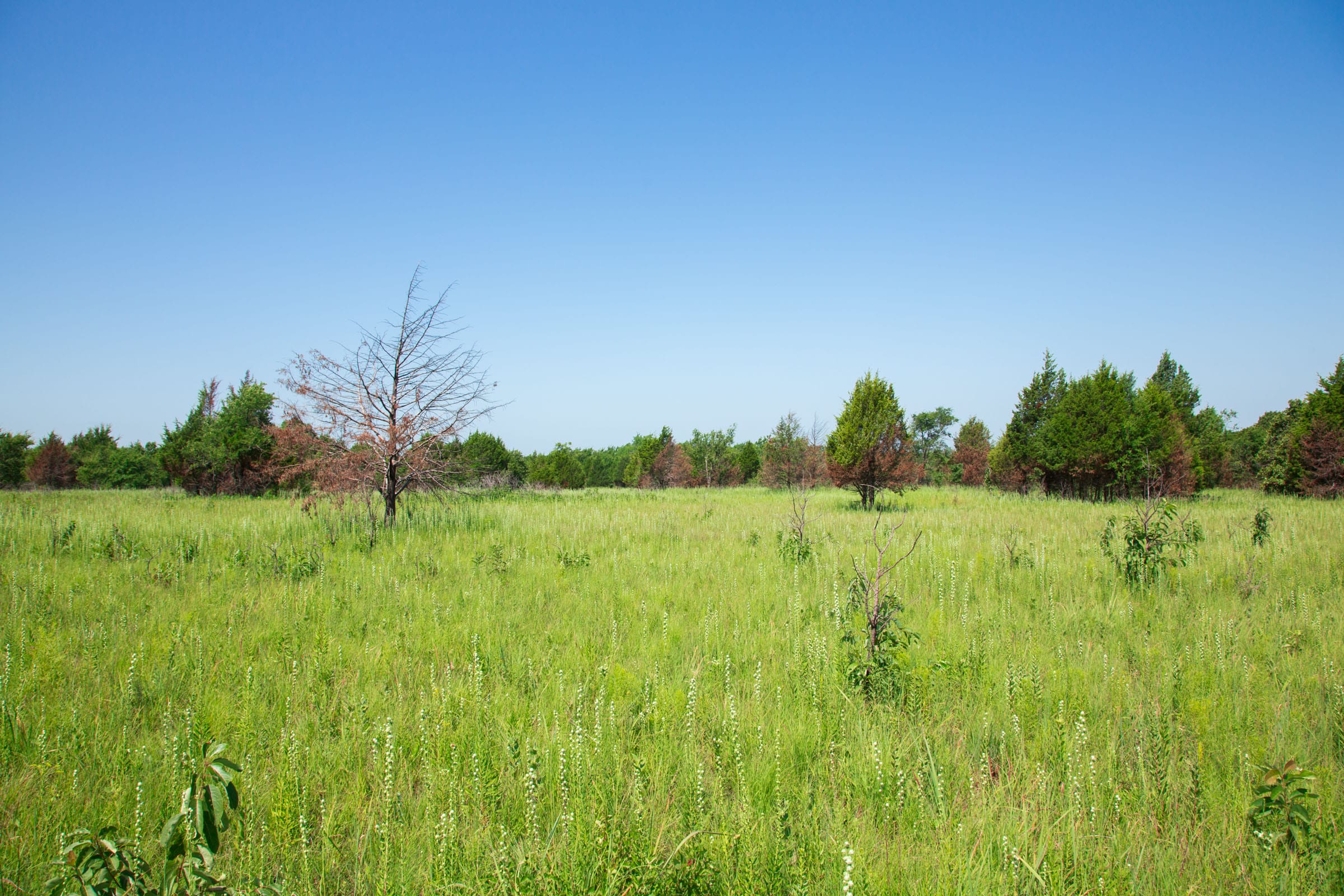 Deep Fork Ranch Tract 18 photo 3