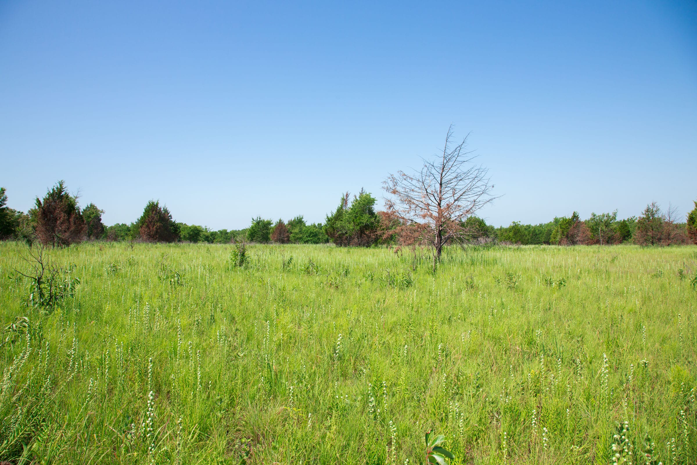 Deep Fork Ranch Tract 18 photo 4