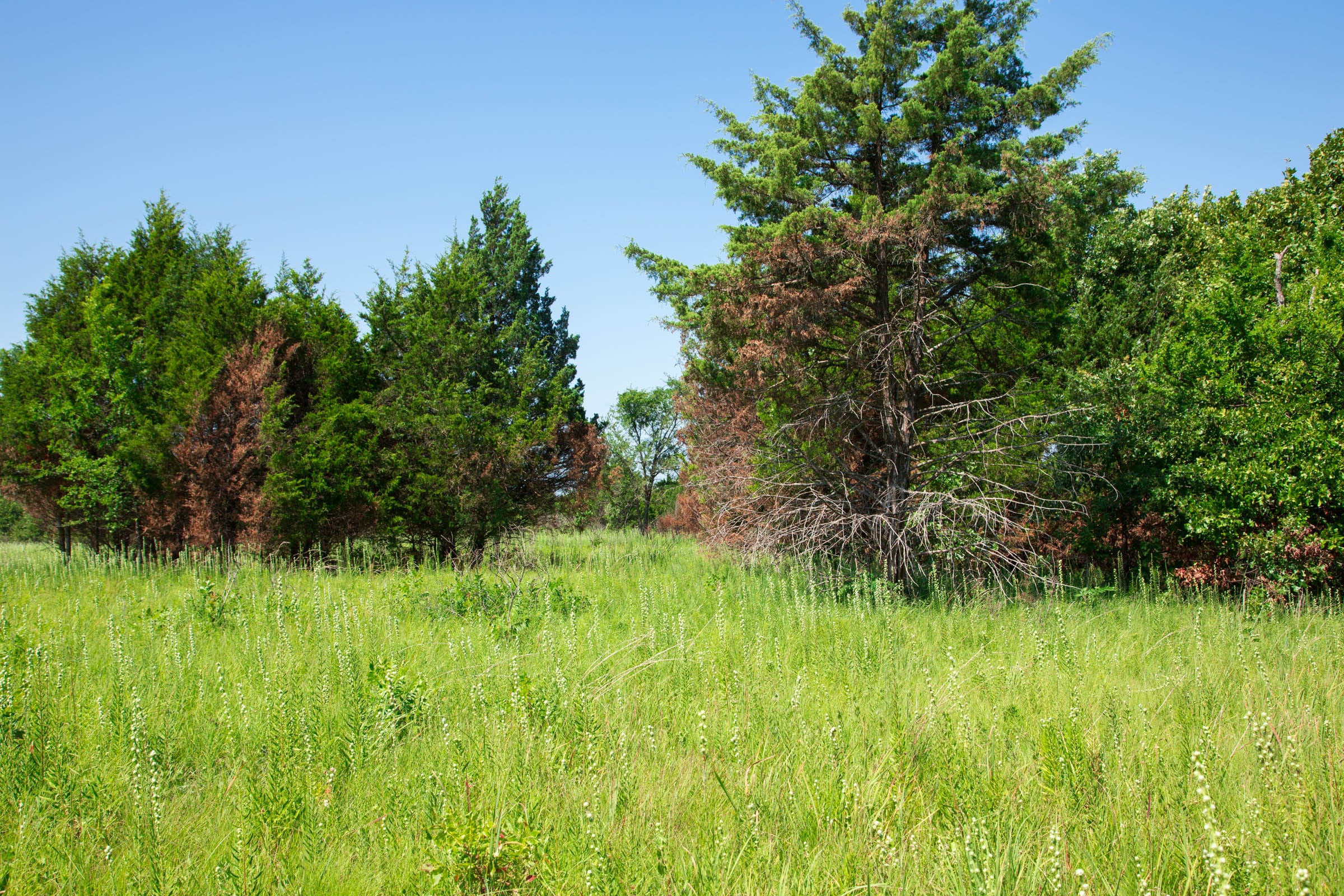 Deep Fork Ranch Tract 18 photo 7