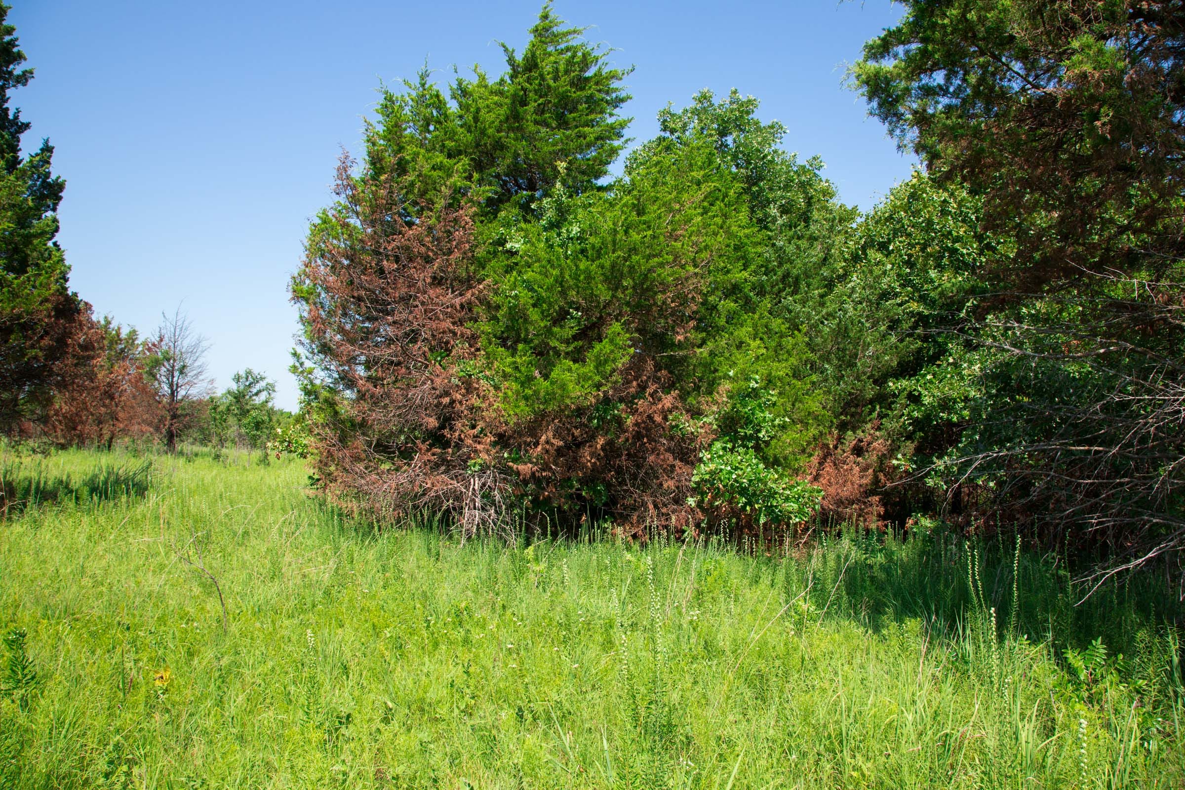 Deep Fork Ranch Tract 18 photo 8