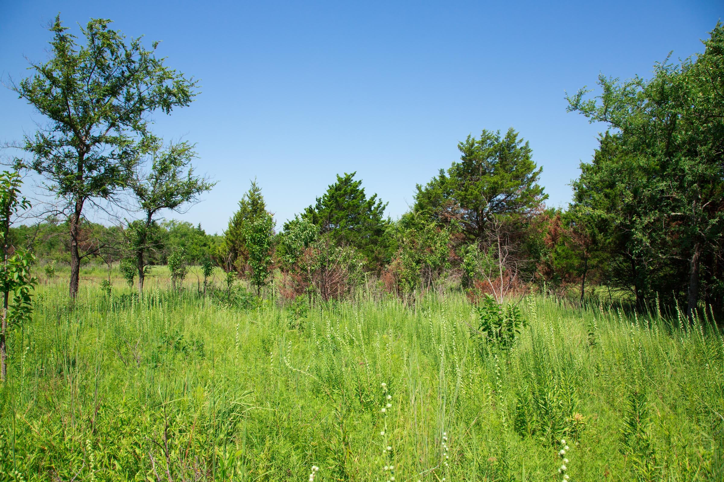 Deep Fork Ranch Tract 18 photo 10