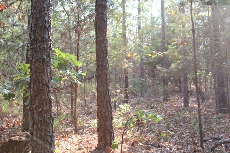 Lake View Ranch Tract 27 photo 3