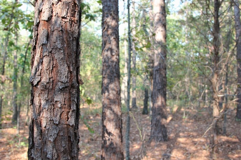 Lake View Ranch Tract 27 photo 4
