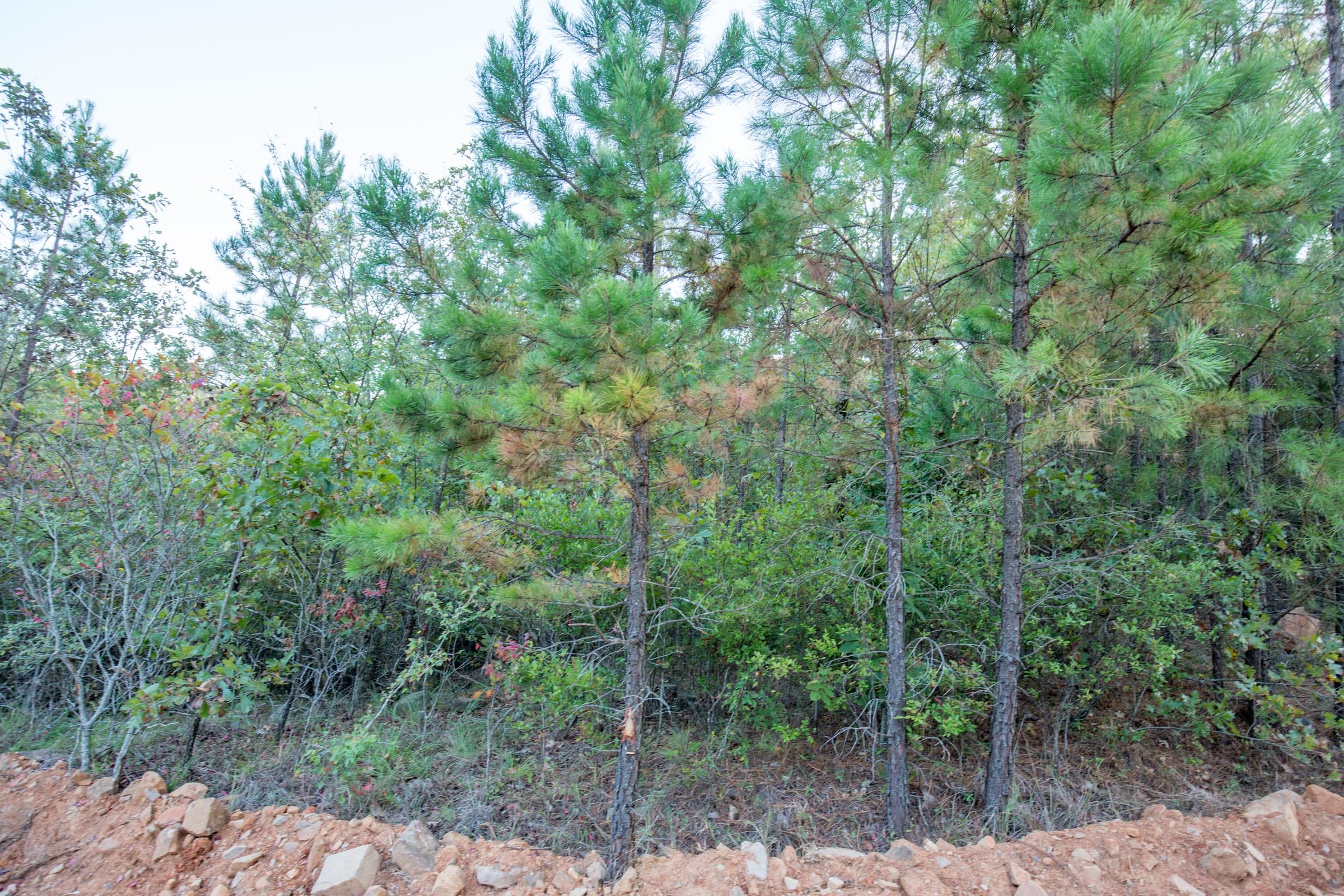 Stone Bridge Phase I Tract 66 photo 19