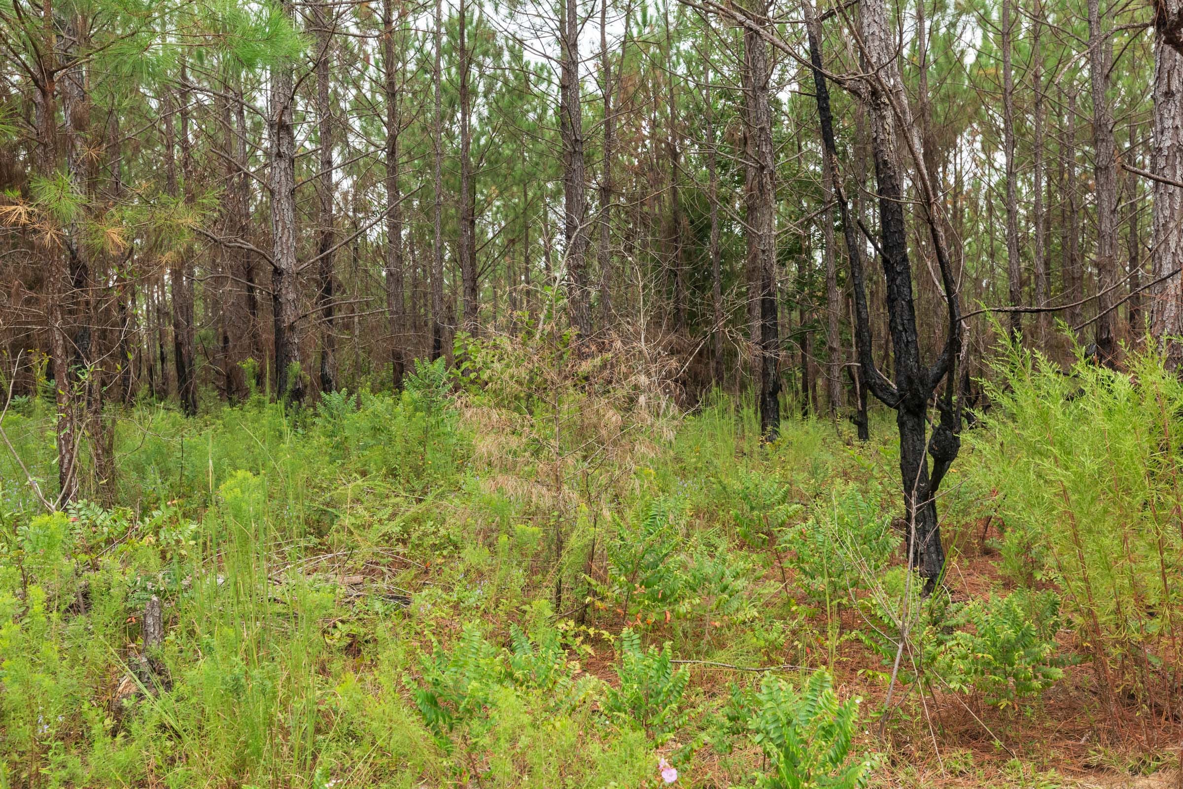 Jackson’s Gap Tract 12 photo 2