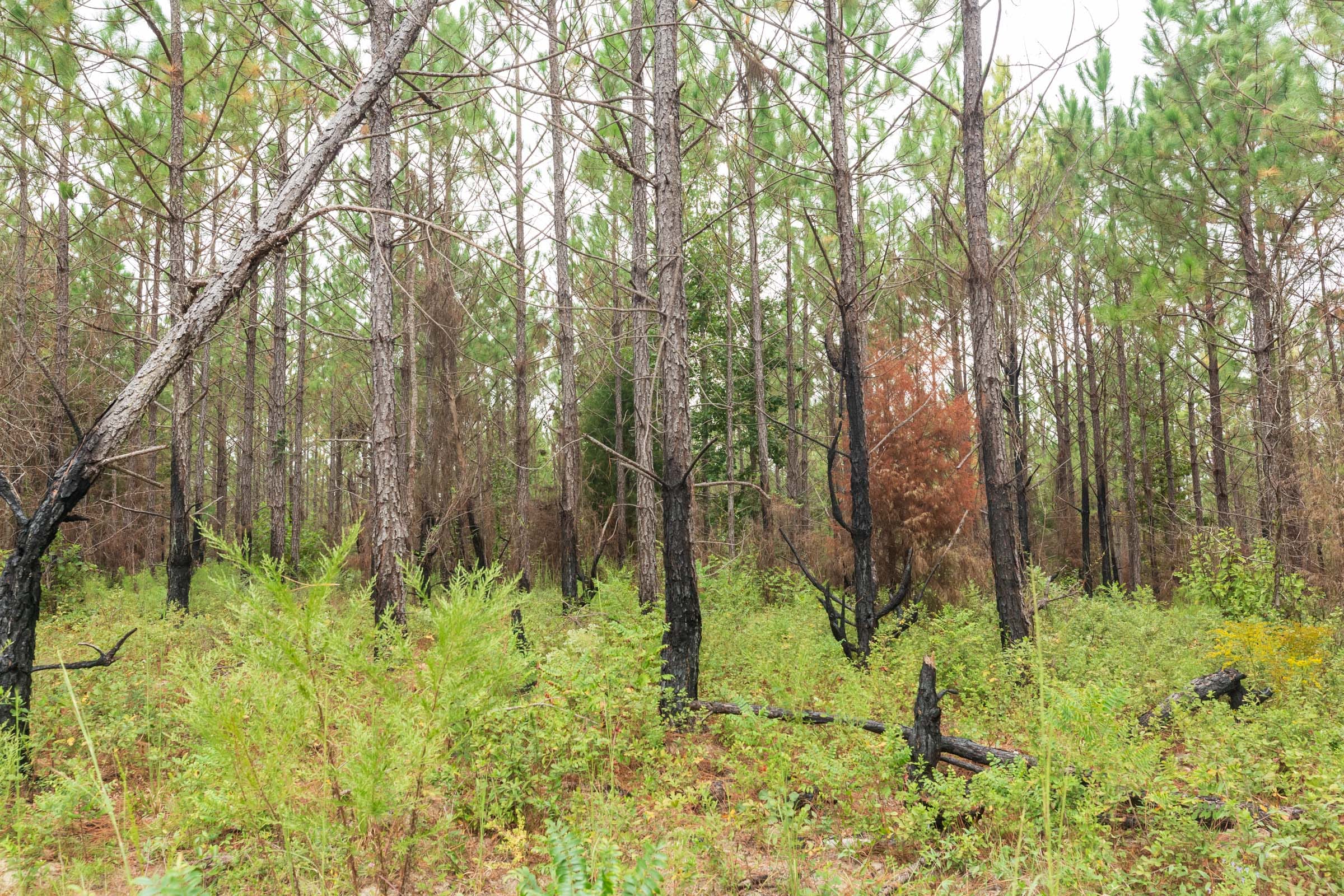 Jackson’s Gap Tract 12 photo 3