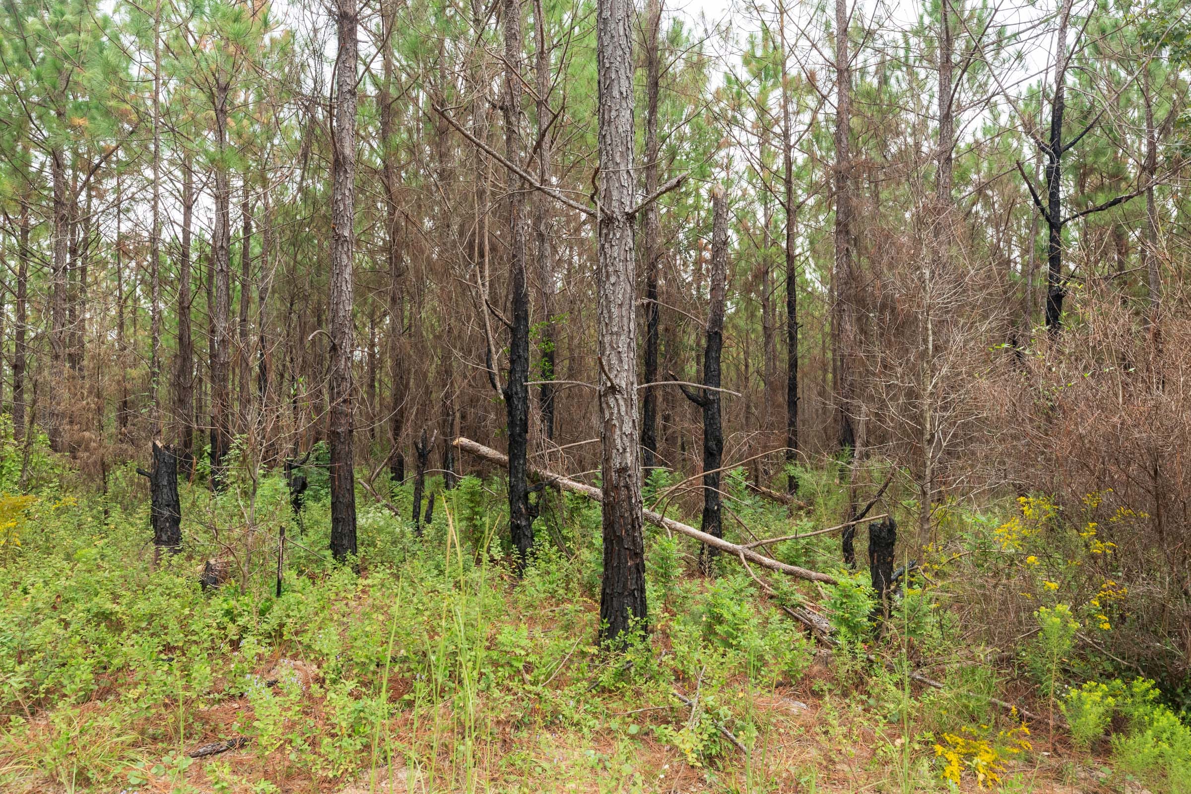 Jackson’s Gap Tract 12 photo 5