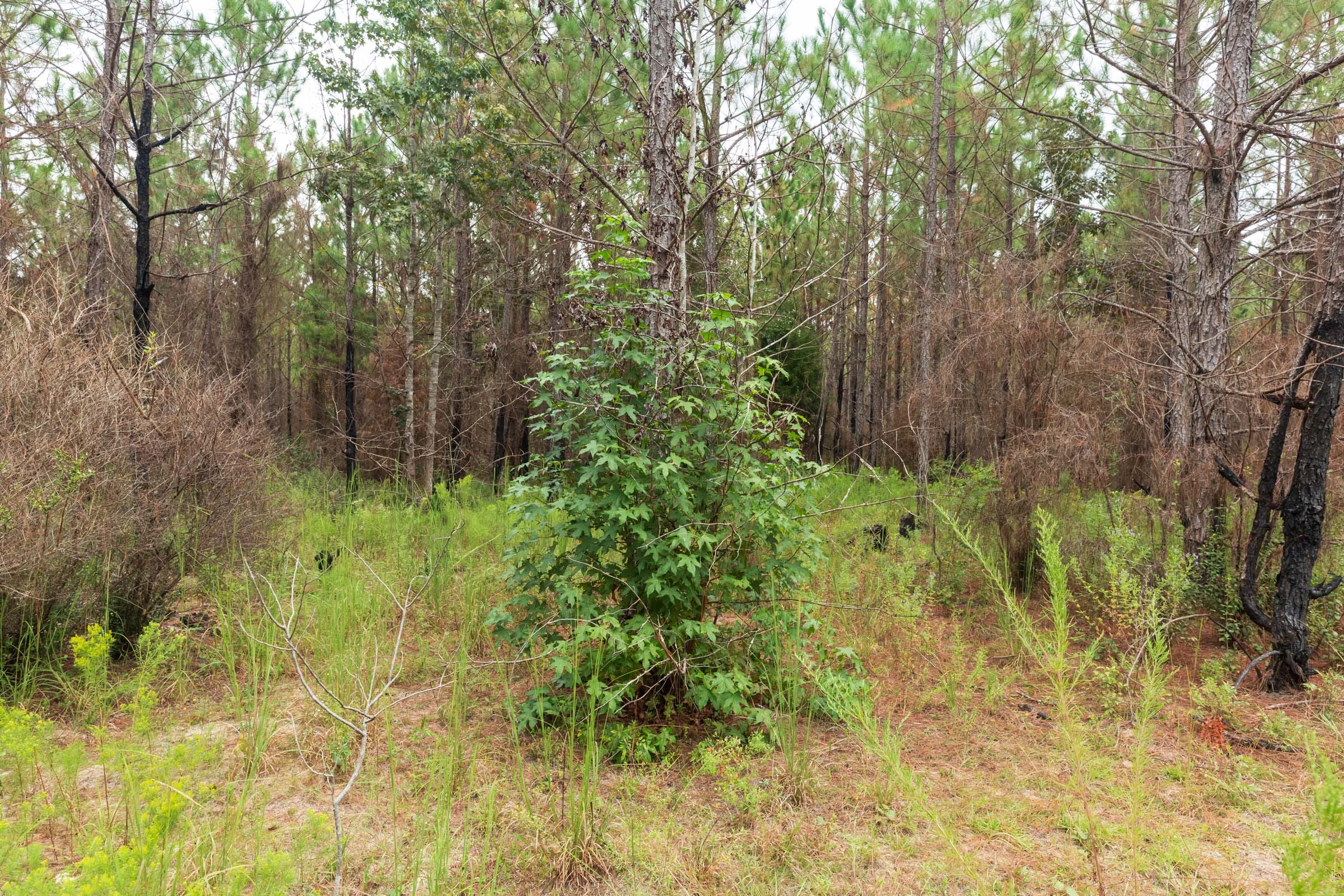 Jackson’s Gap Tract 12 photo 4
