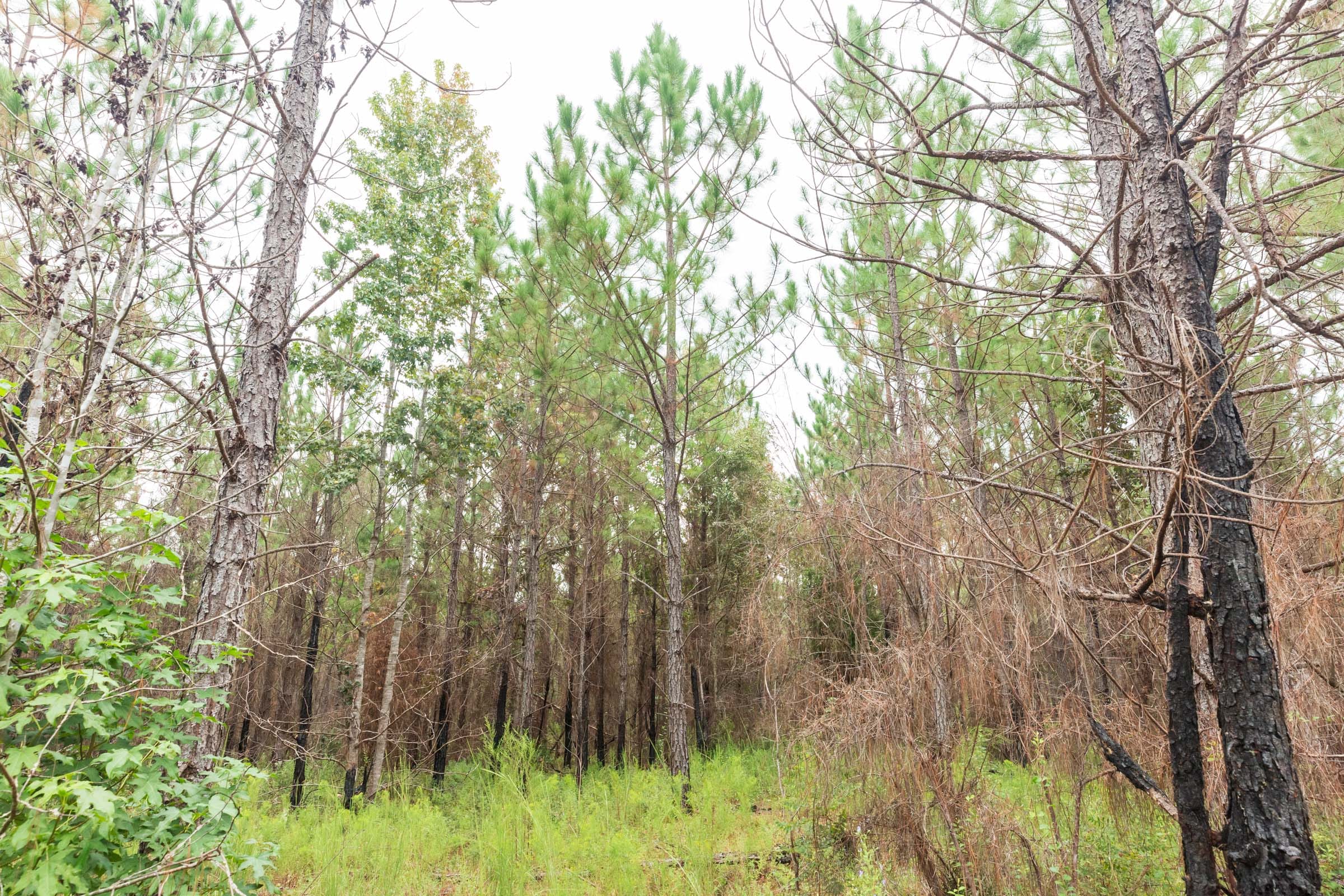 Jackson’s Gap Tract 12 photo 7