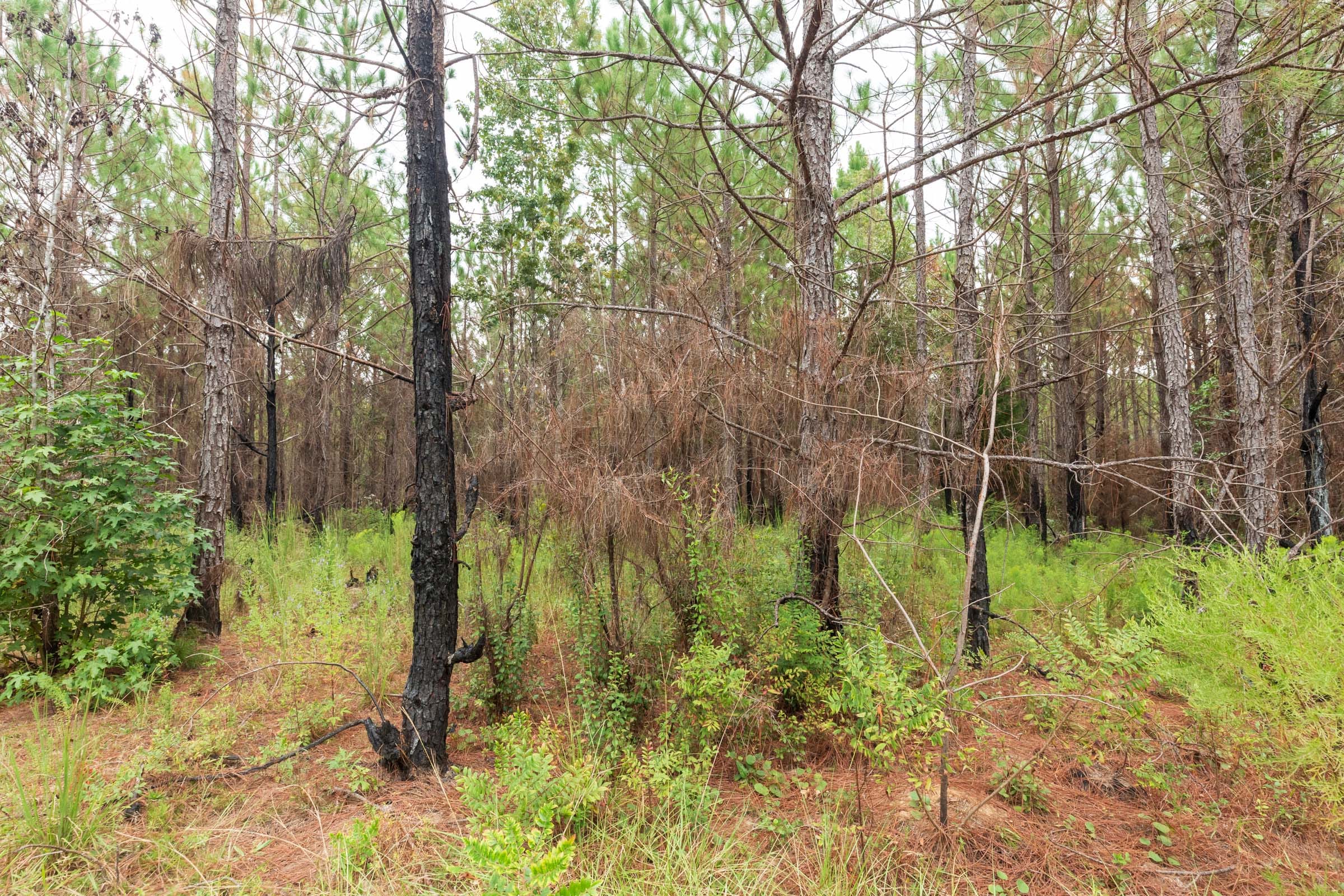 Jackson’s Gap Tract 12 photo 6