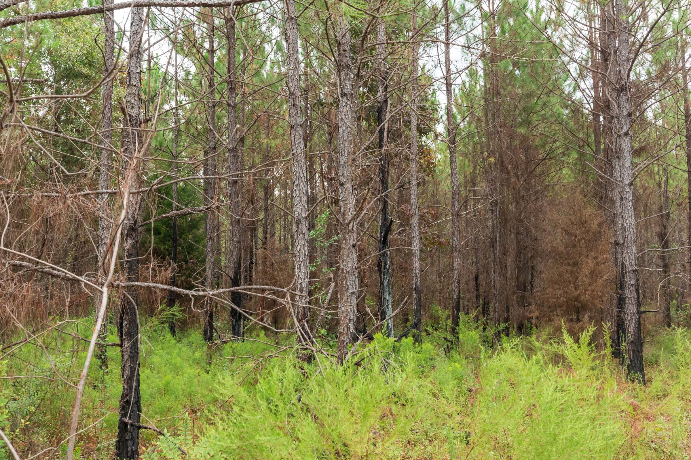 Jackson’s Gap Tract 12 photo 8