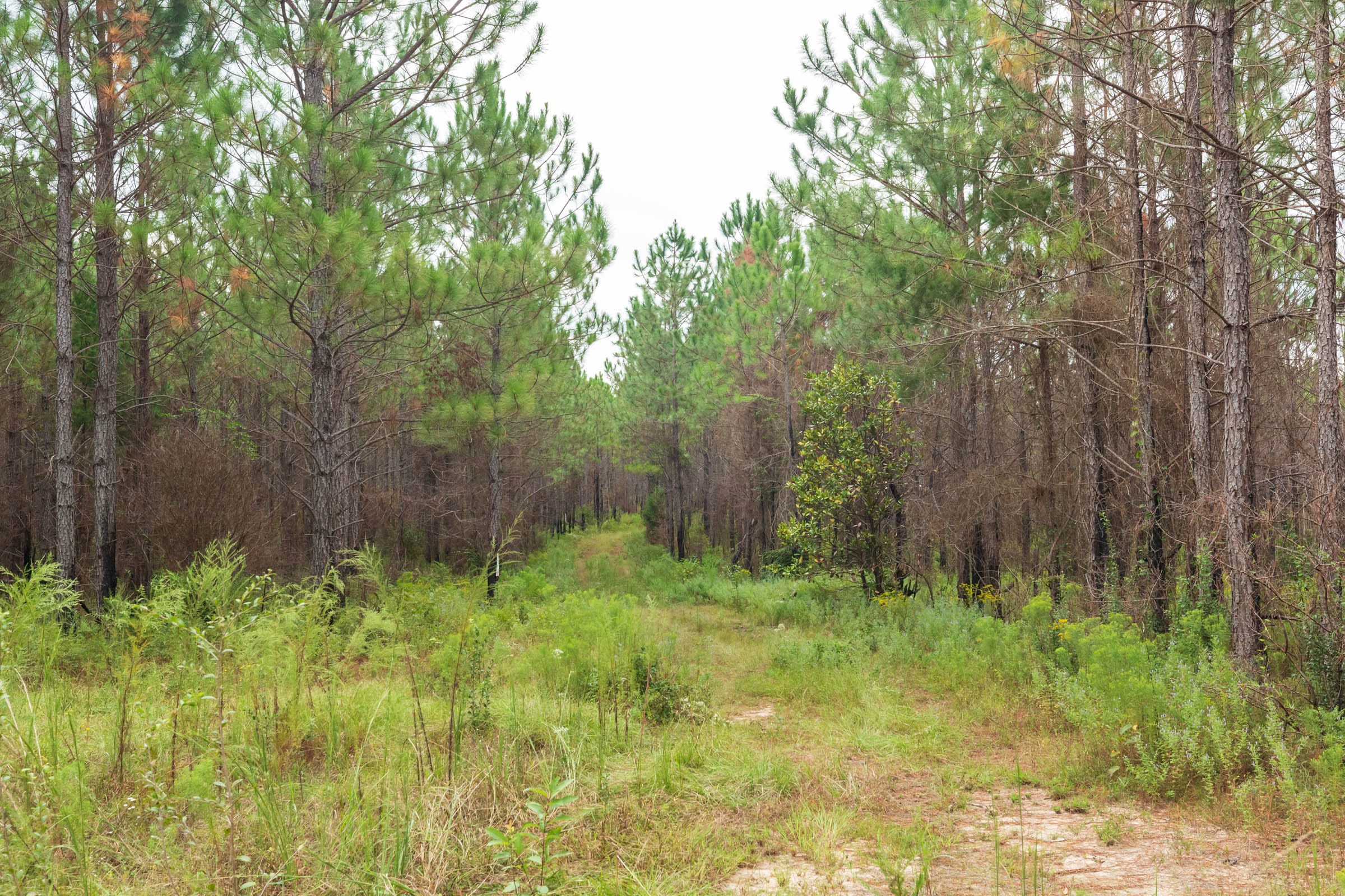 Jackson’s Gap Tract 12 photo 1