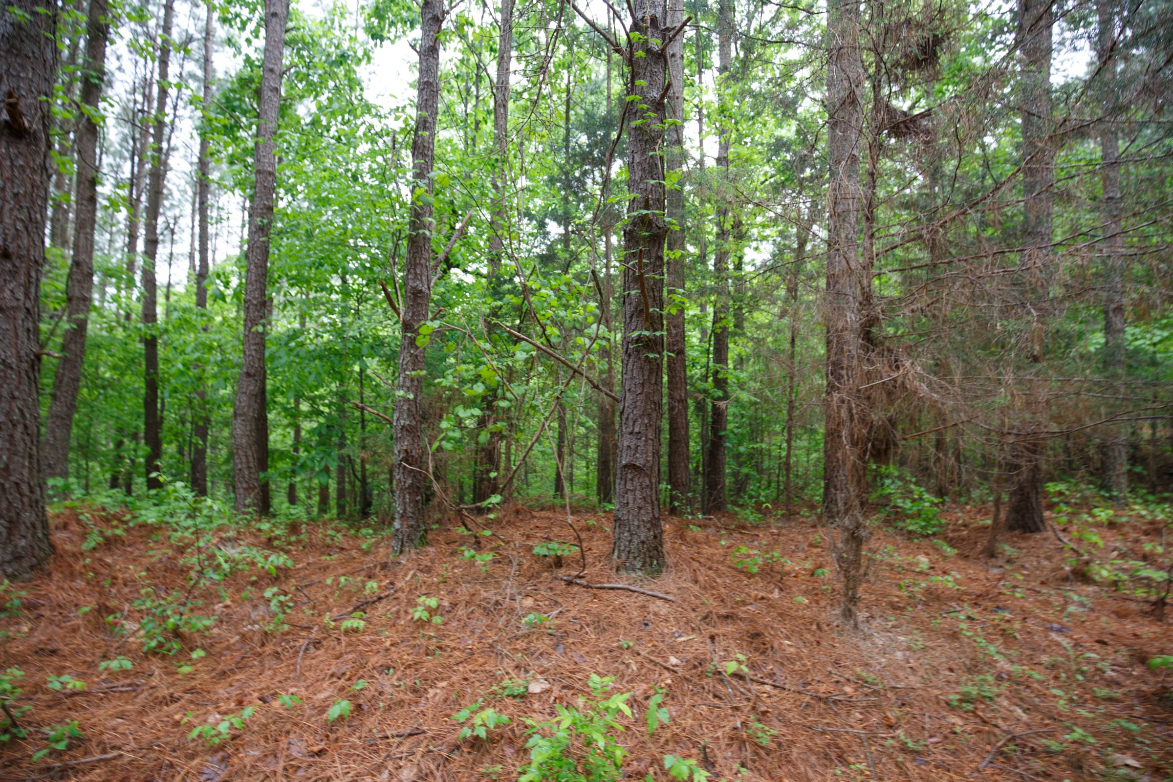 Red Barn Ranch Tract 28 photo 2