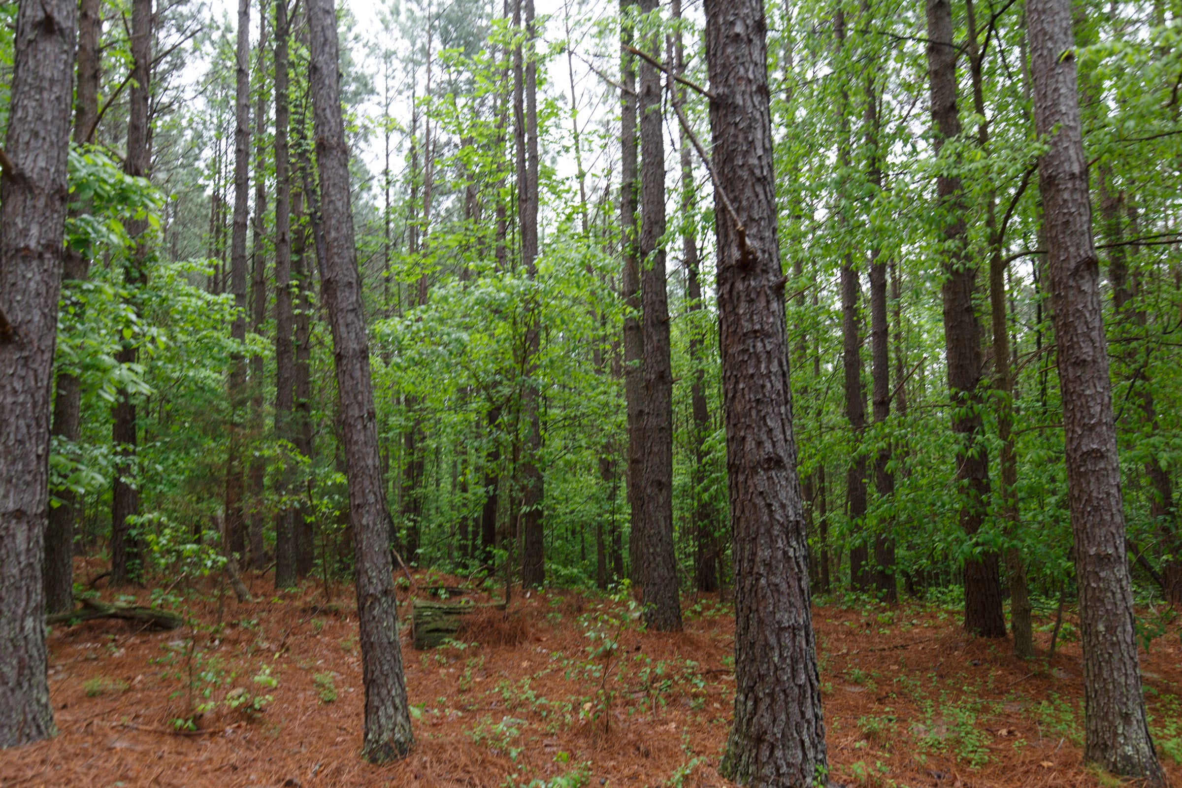 Red Barn Ranch Tract 28 photo 3