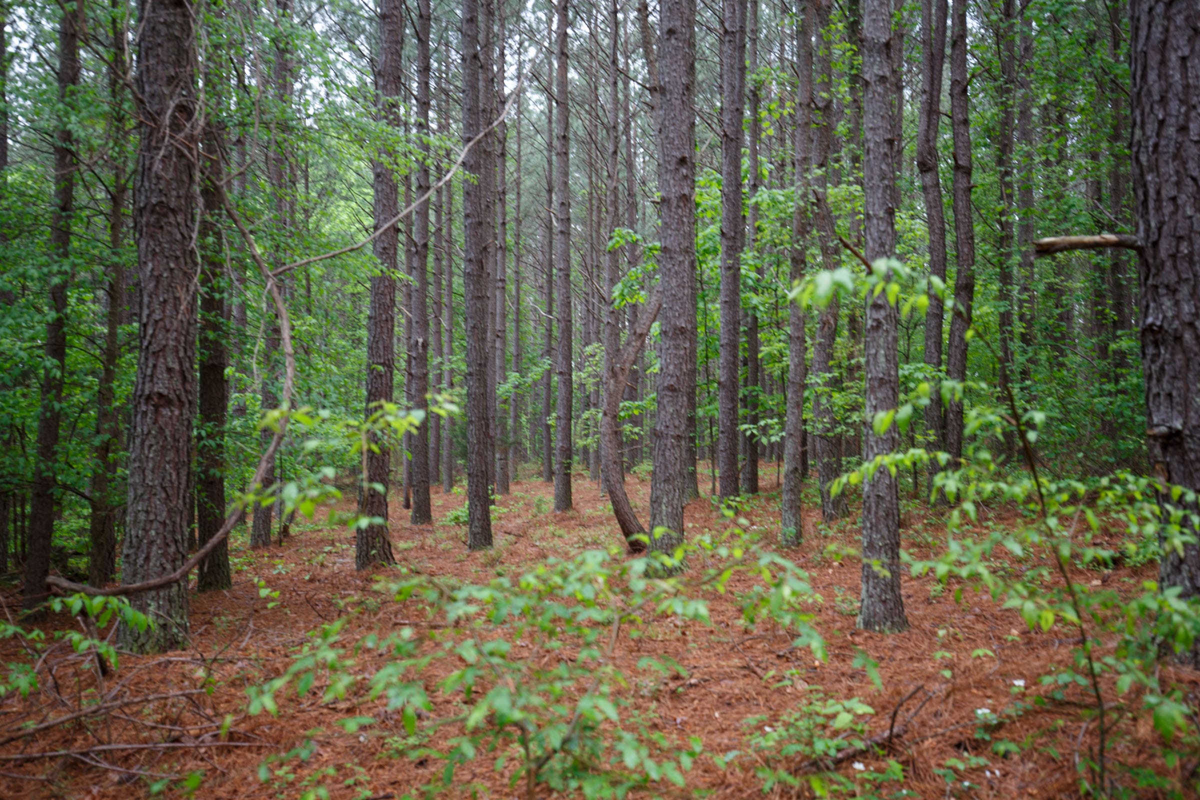 Red Barn Ranch Tract 28 photo 4