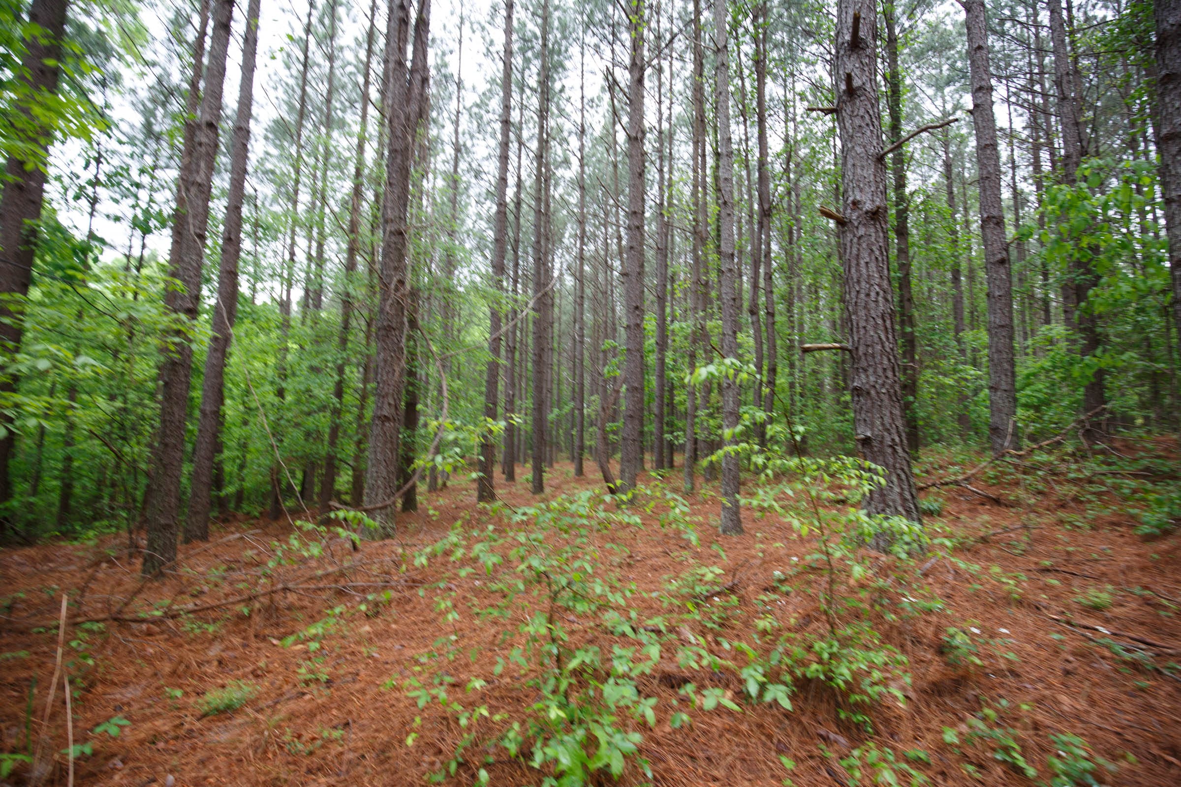 Red Barn Ranch Tract 28 photo 5