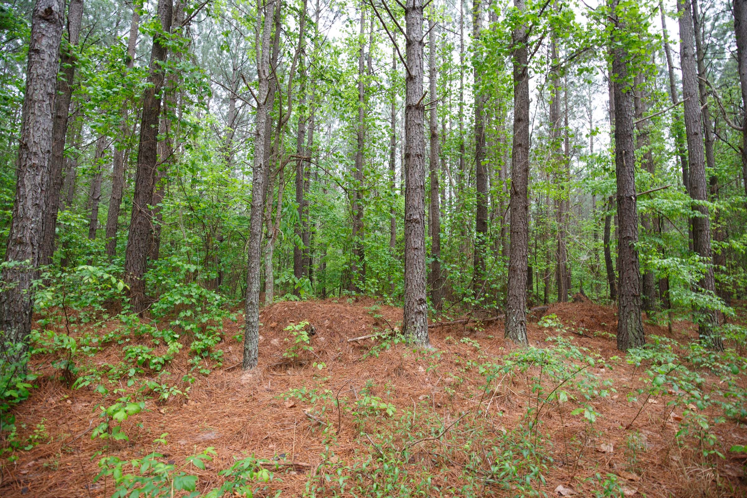 Red Barn Ranch Tract 28 photo 6