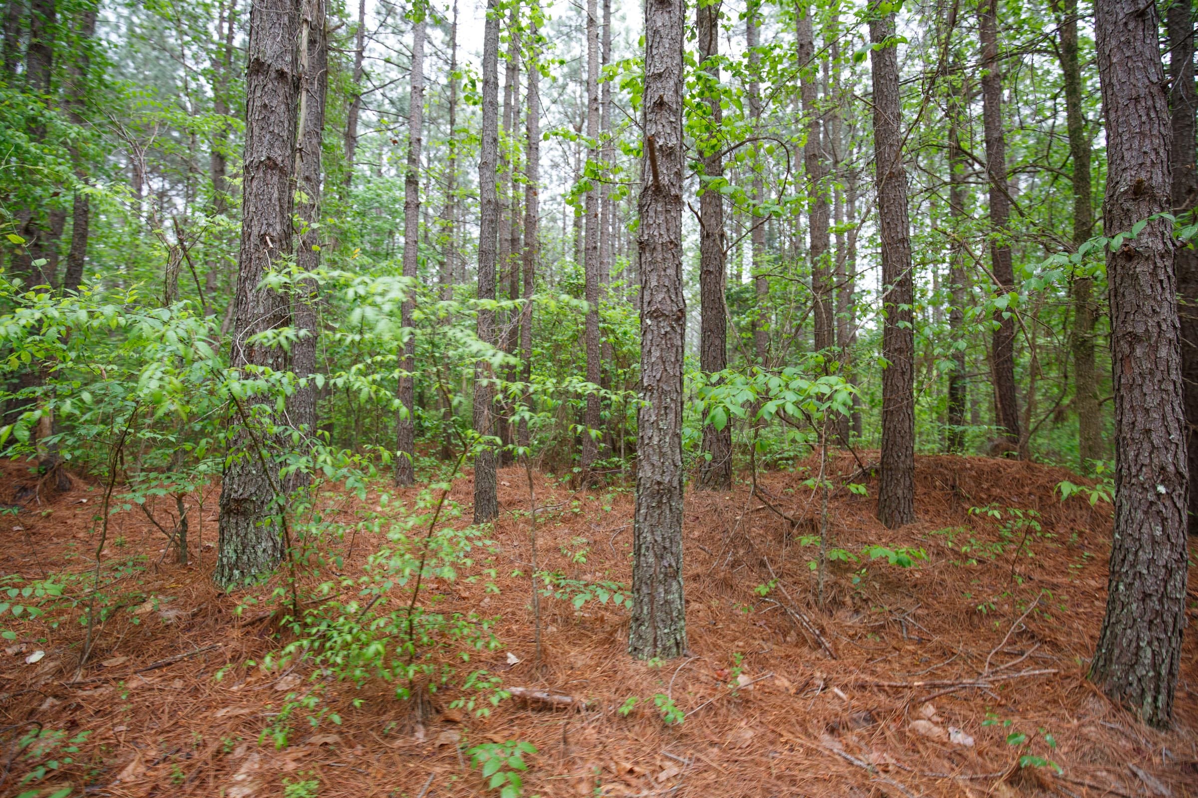 Red Barn Ranch Tract 28 photo 7