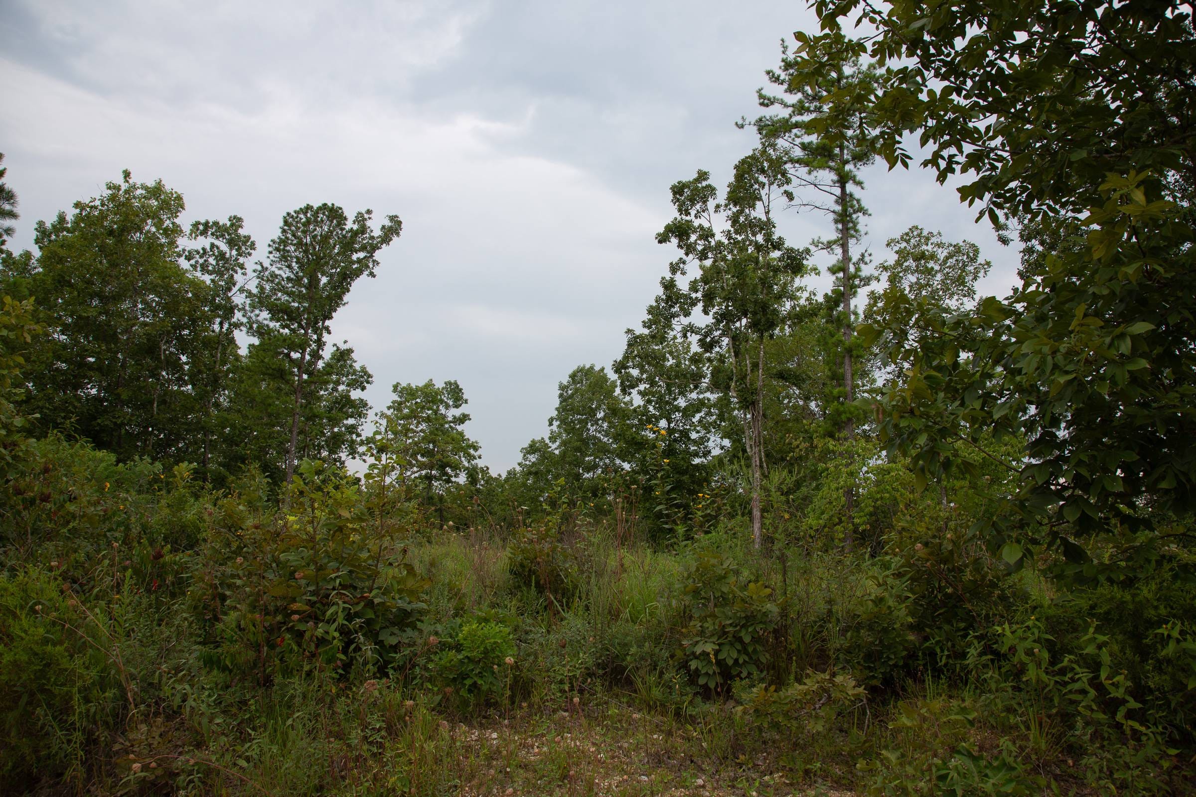 Borgmann’s Hollow Phase I Tract 31 photo 2
