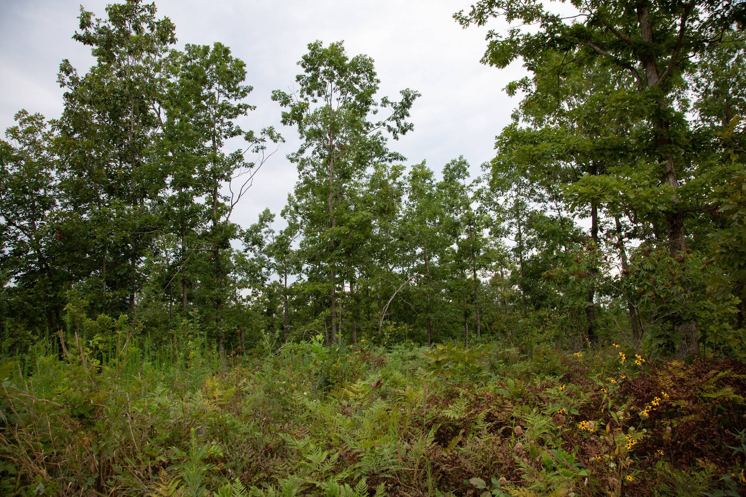 Borgmann’s Hollow Phase I Tract 31 photo 3