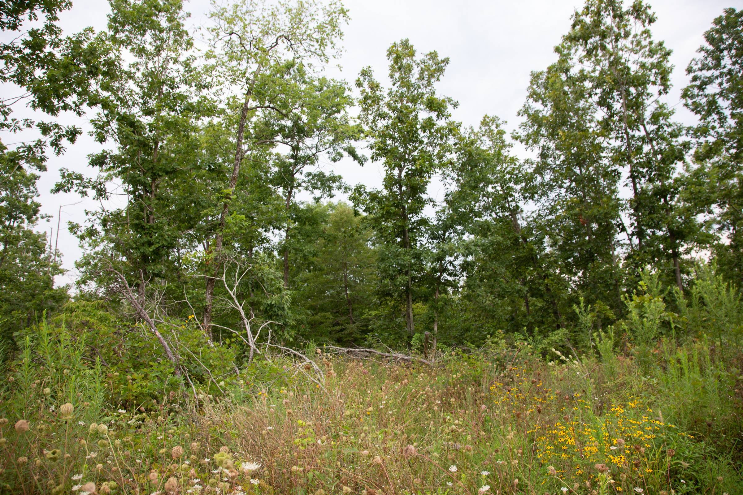 Borgmann’s Hollow Phase I Tract 31 photo 4