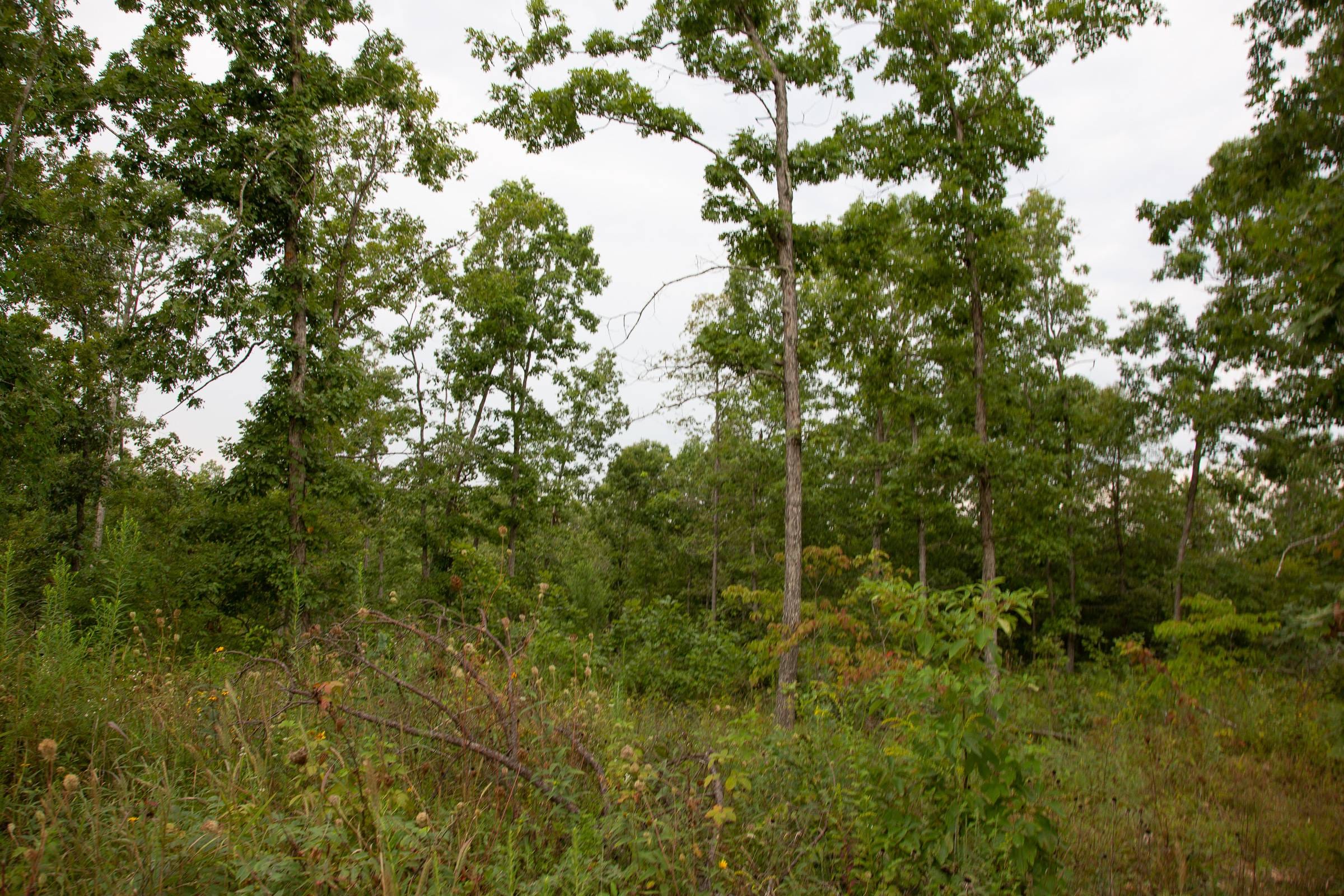 Borgmann’s Hollow Phase I Tract 31 photo 5