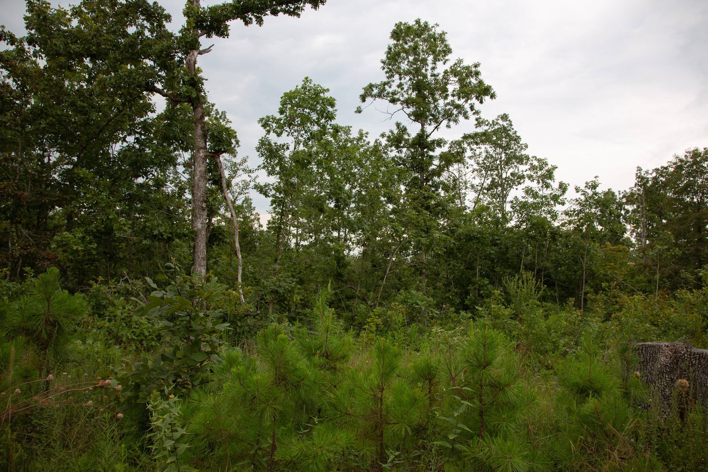 Borgmann’s Hollow Phase I Tract 31 photo 6