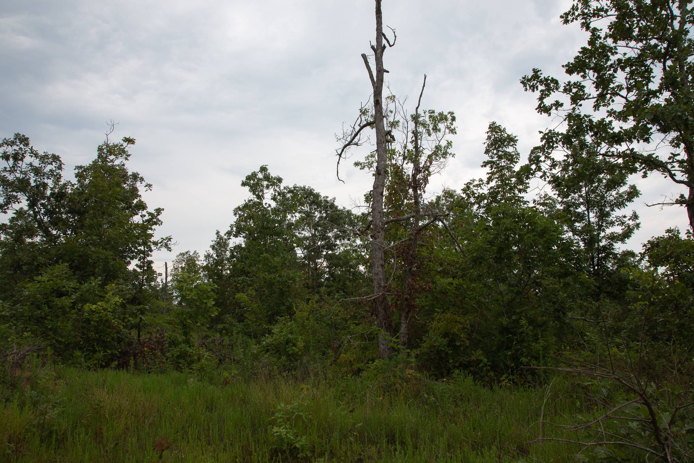 Borgmann’s Hollow Phase I Tract 31 photo 10